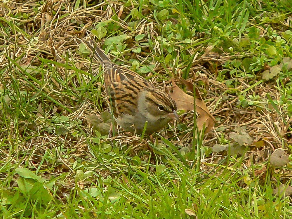 3. Chipping Sparrow