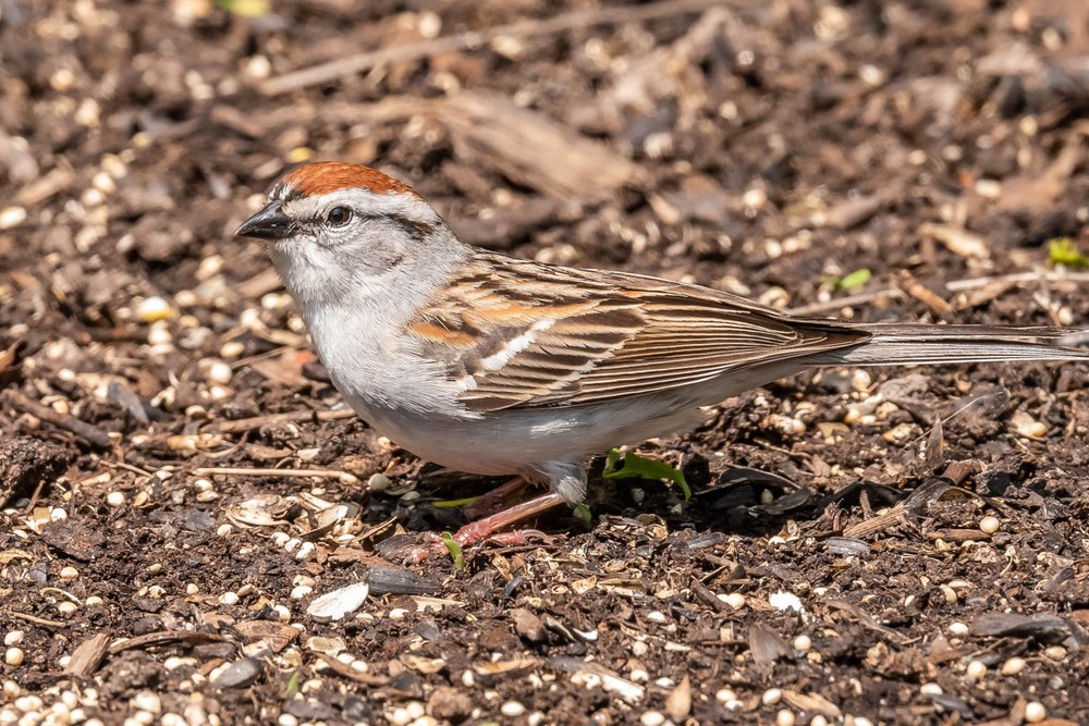 2. Chipping Sparrow