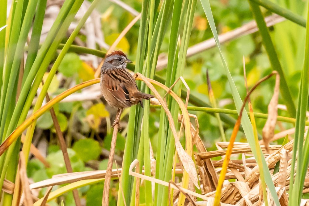 4. Swamp Sparrow