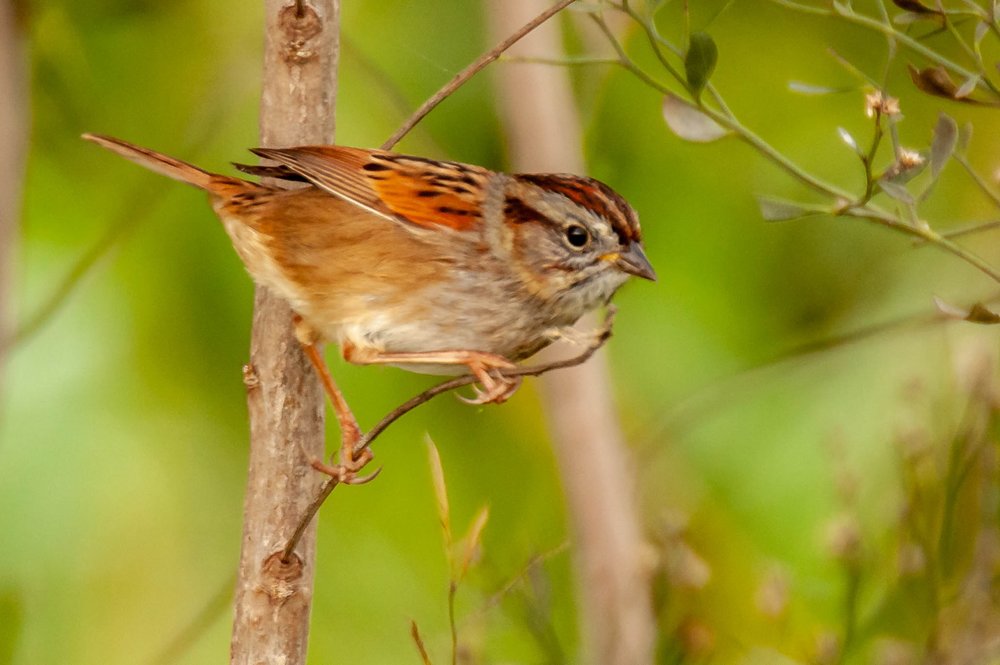 5. Swamp Sparrow