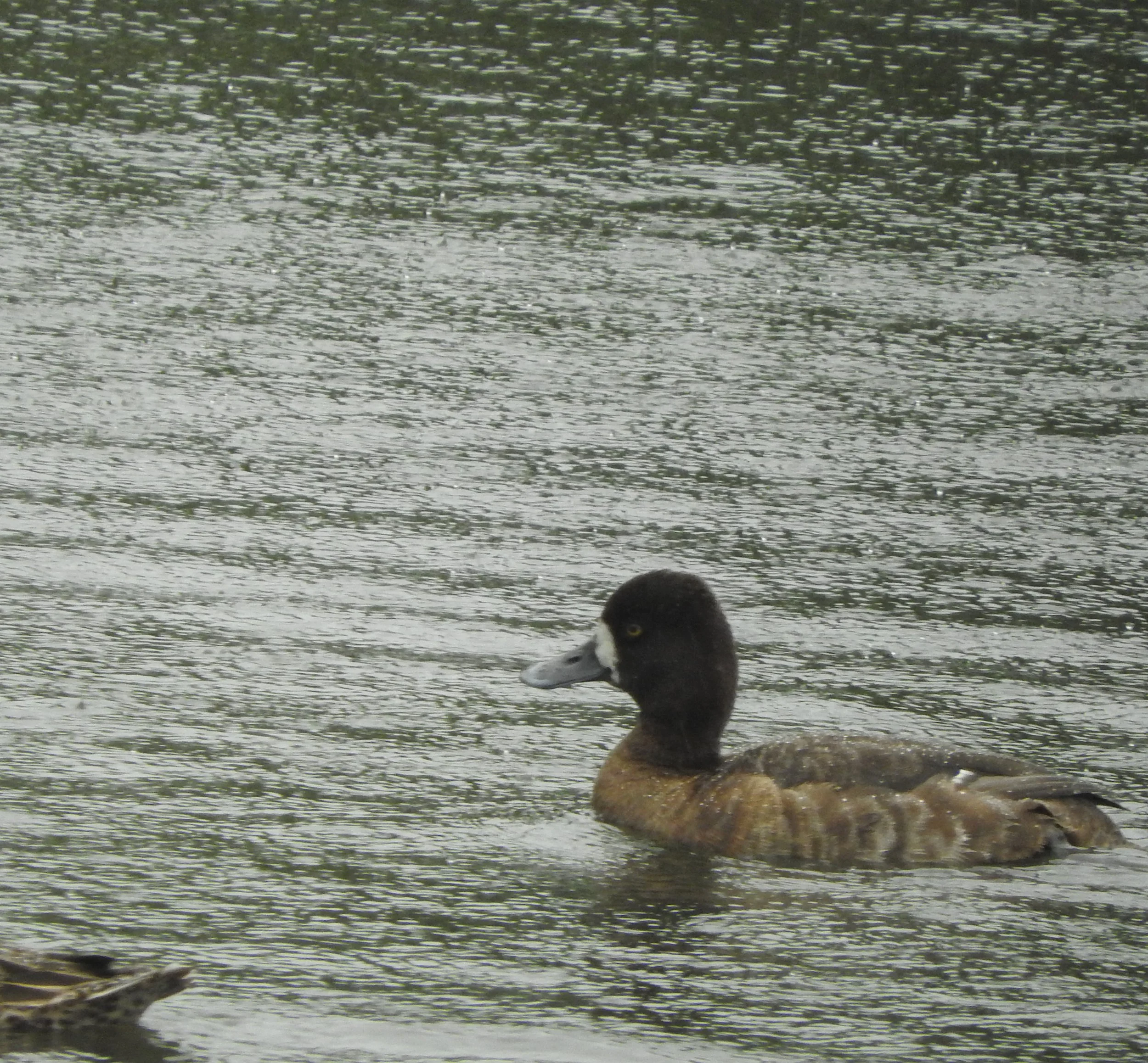 Scoping Scaup at O L Peacock Sr Park
