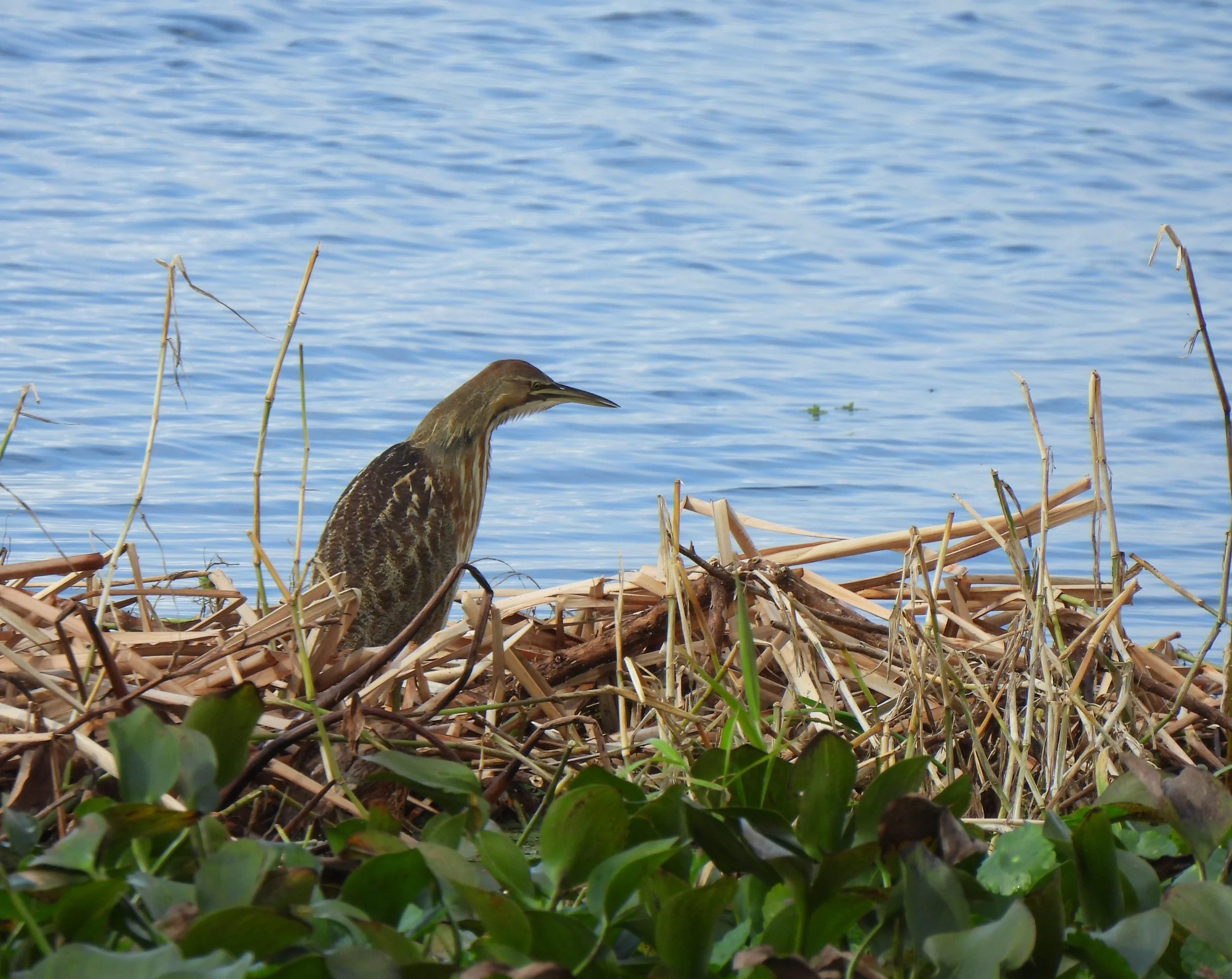 Orlando Wetlands
