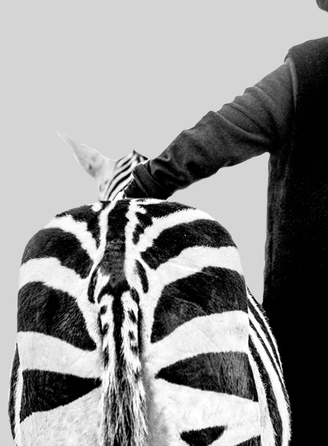 zebra.jpg