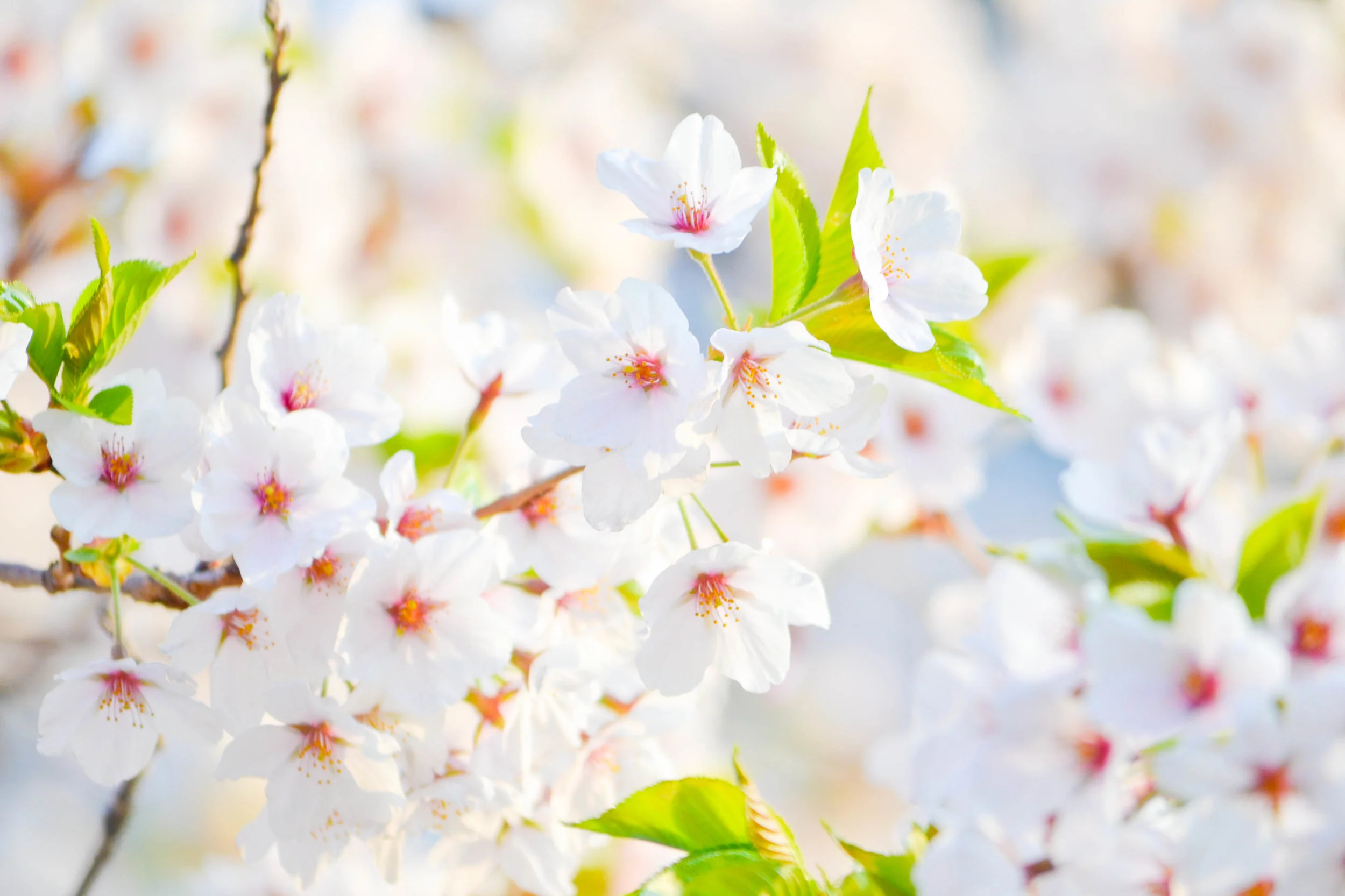 Attitude Adjustment Series: The Power of Your Words