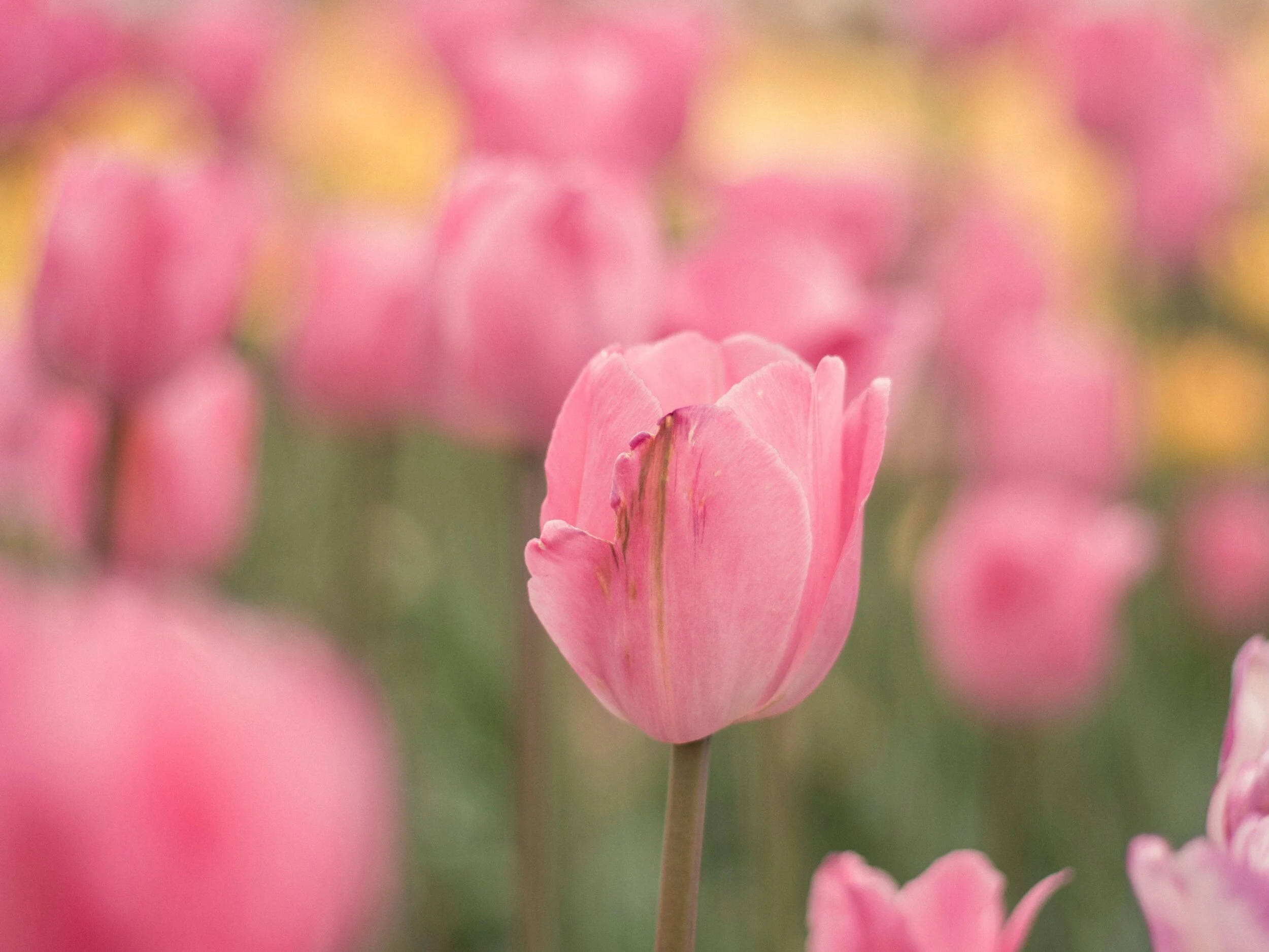 Why Moms Must Thrive Through God's Grace Now