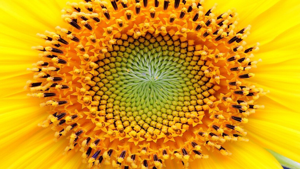 sacred_geometry_nature.jpeg