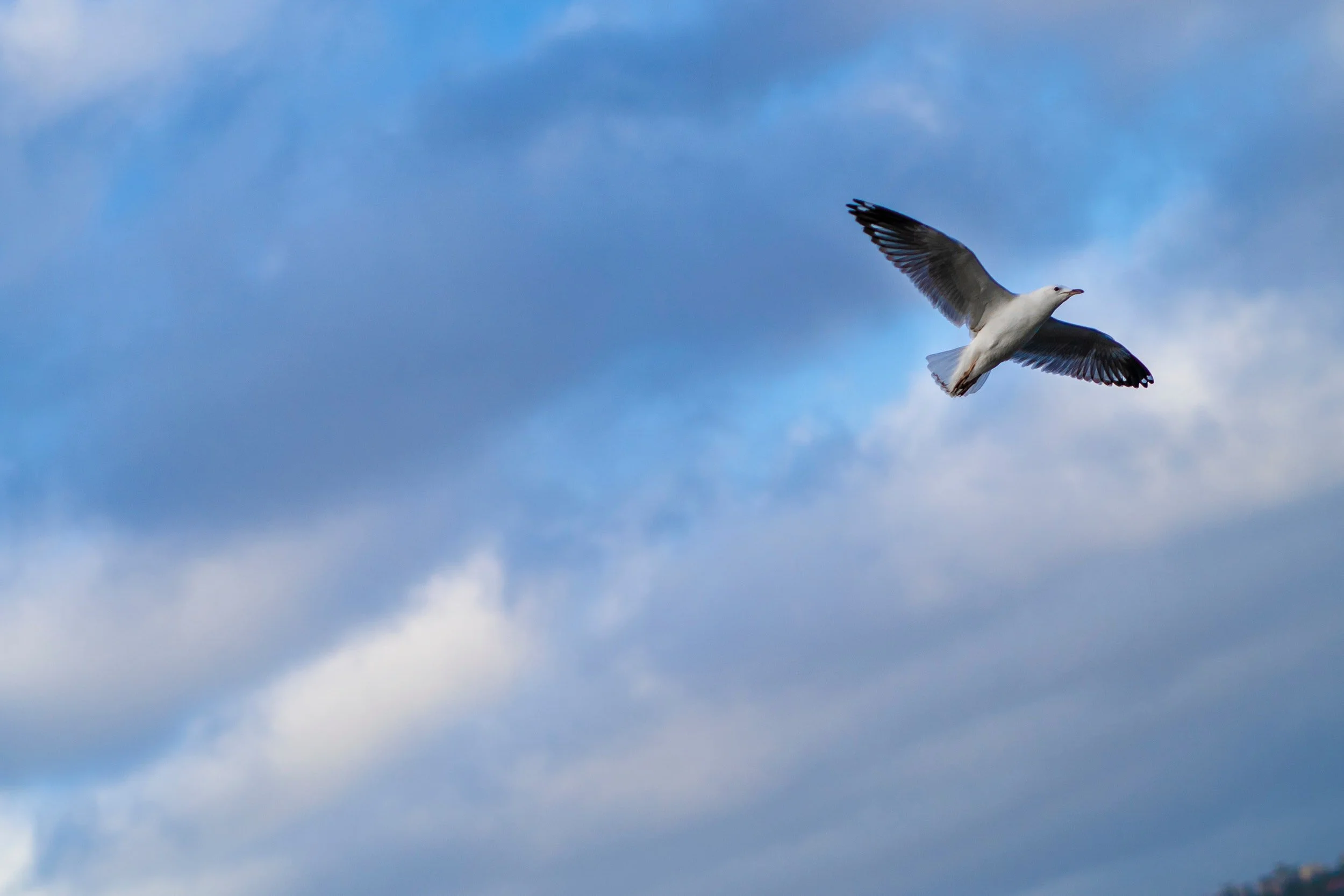 Protection Versus Fear