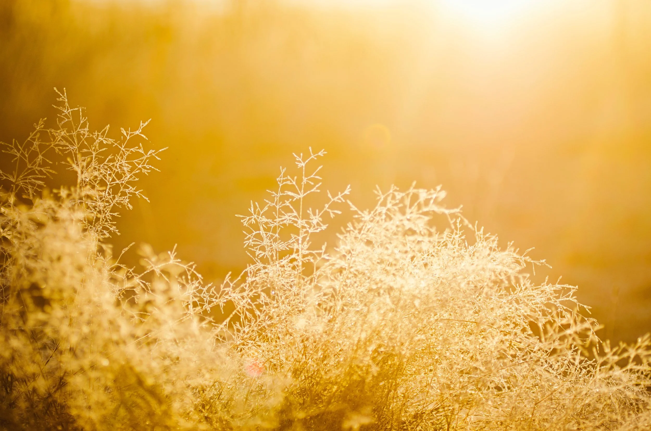 Dealing with pain and ego on the spiritual path