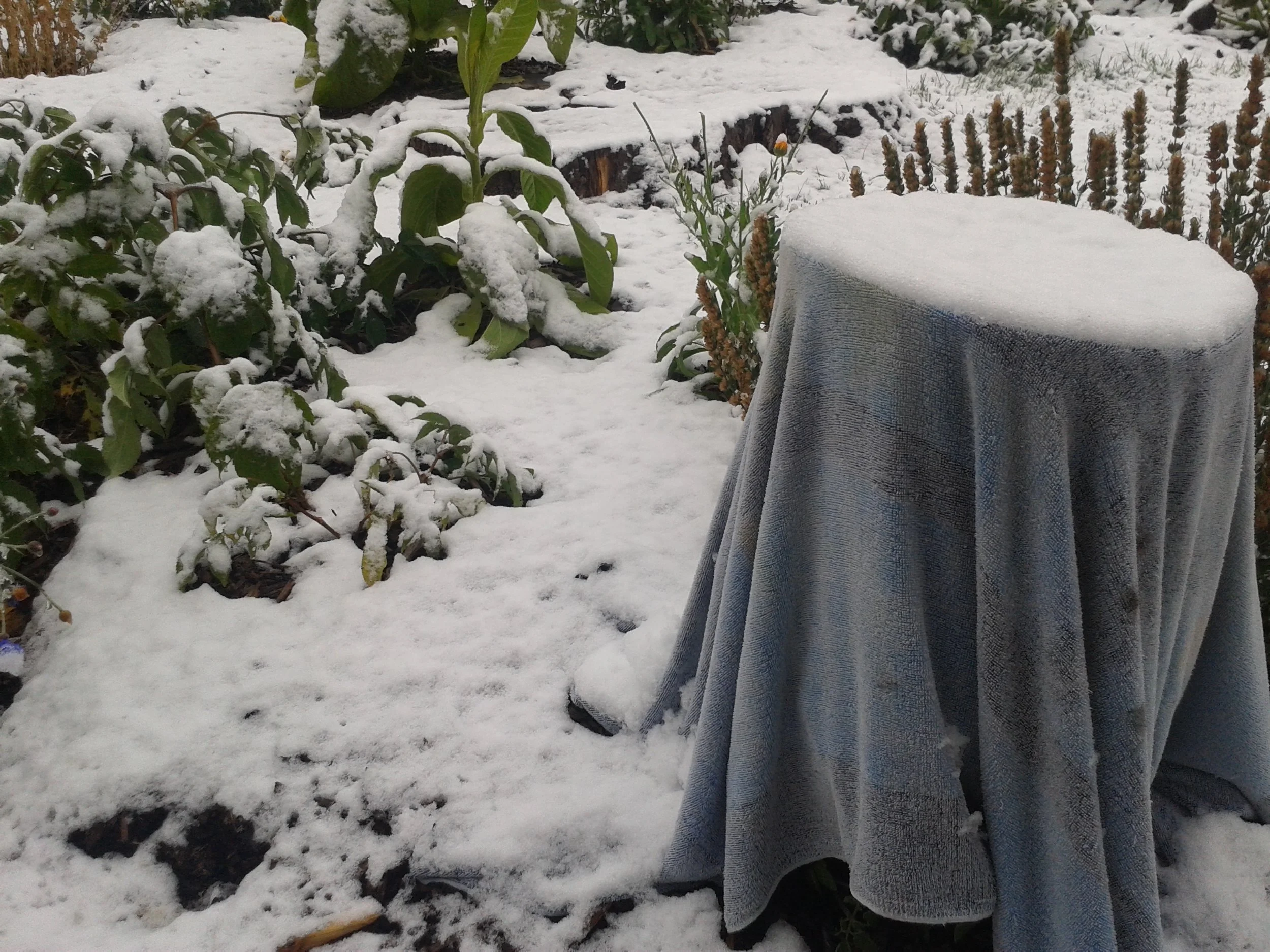 My attempt to shelter an outdoor tomato plant last September