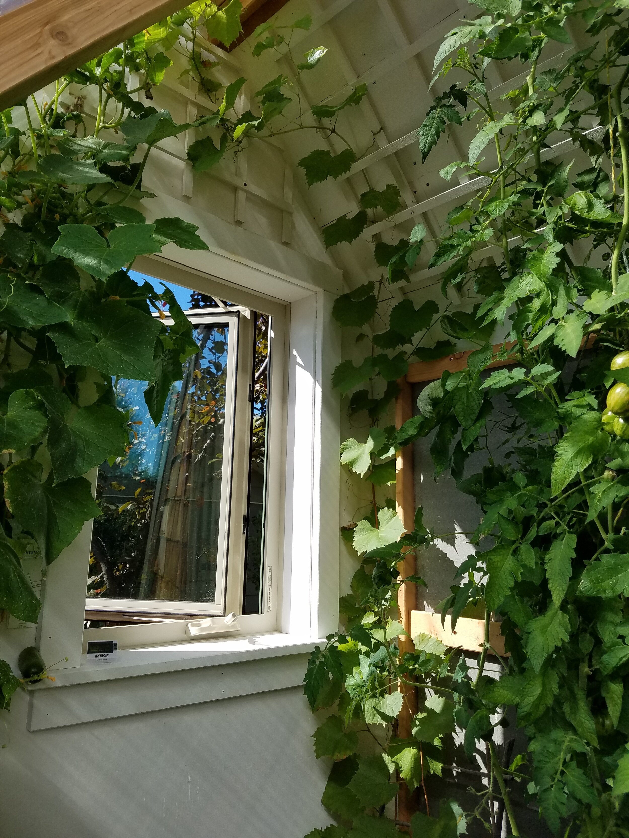  Cucumber climbing on the left and grapevine climbing up the right side of window 