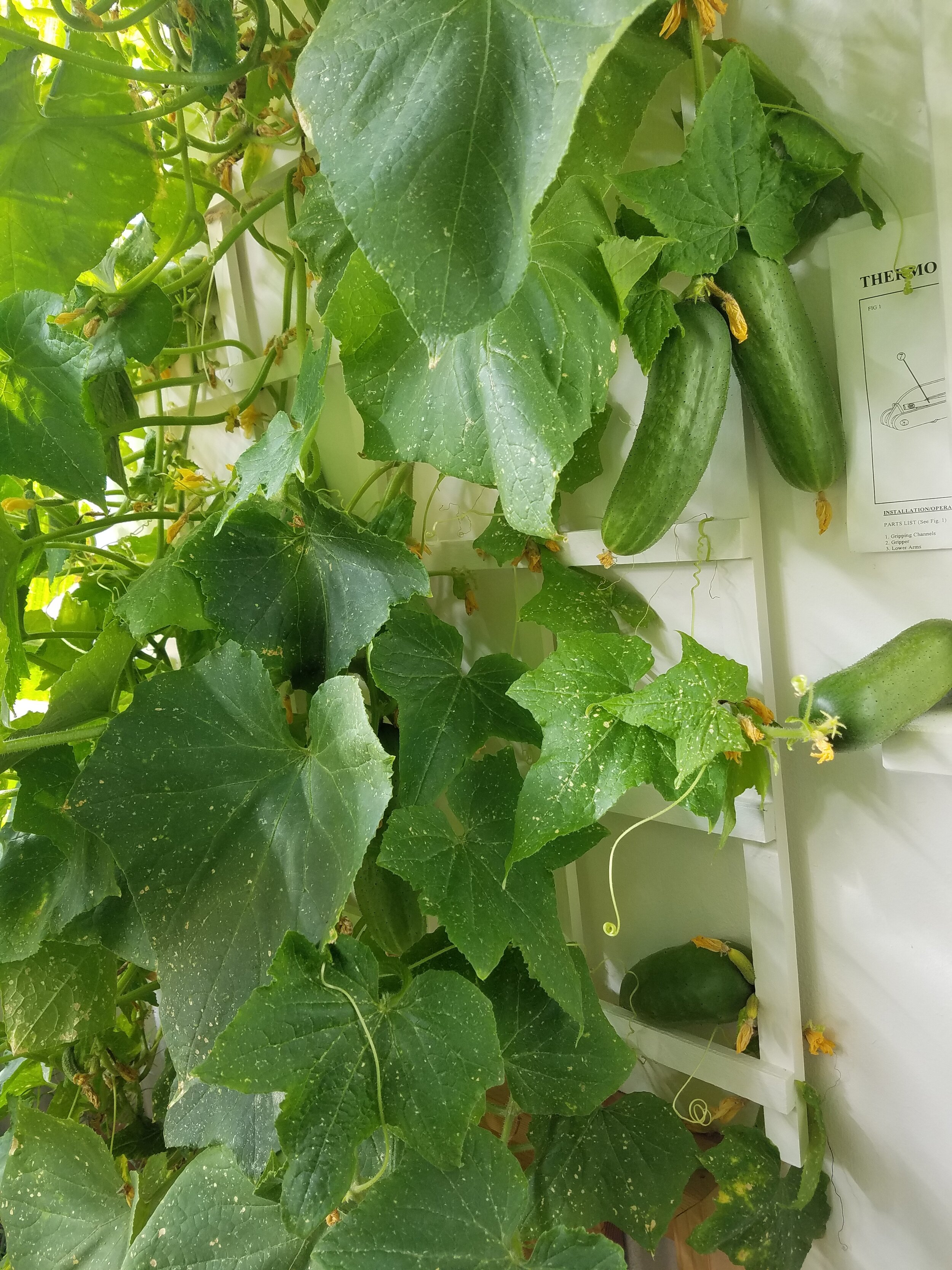  Cucumber plant - when it was nice and healthy 