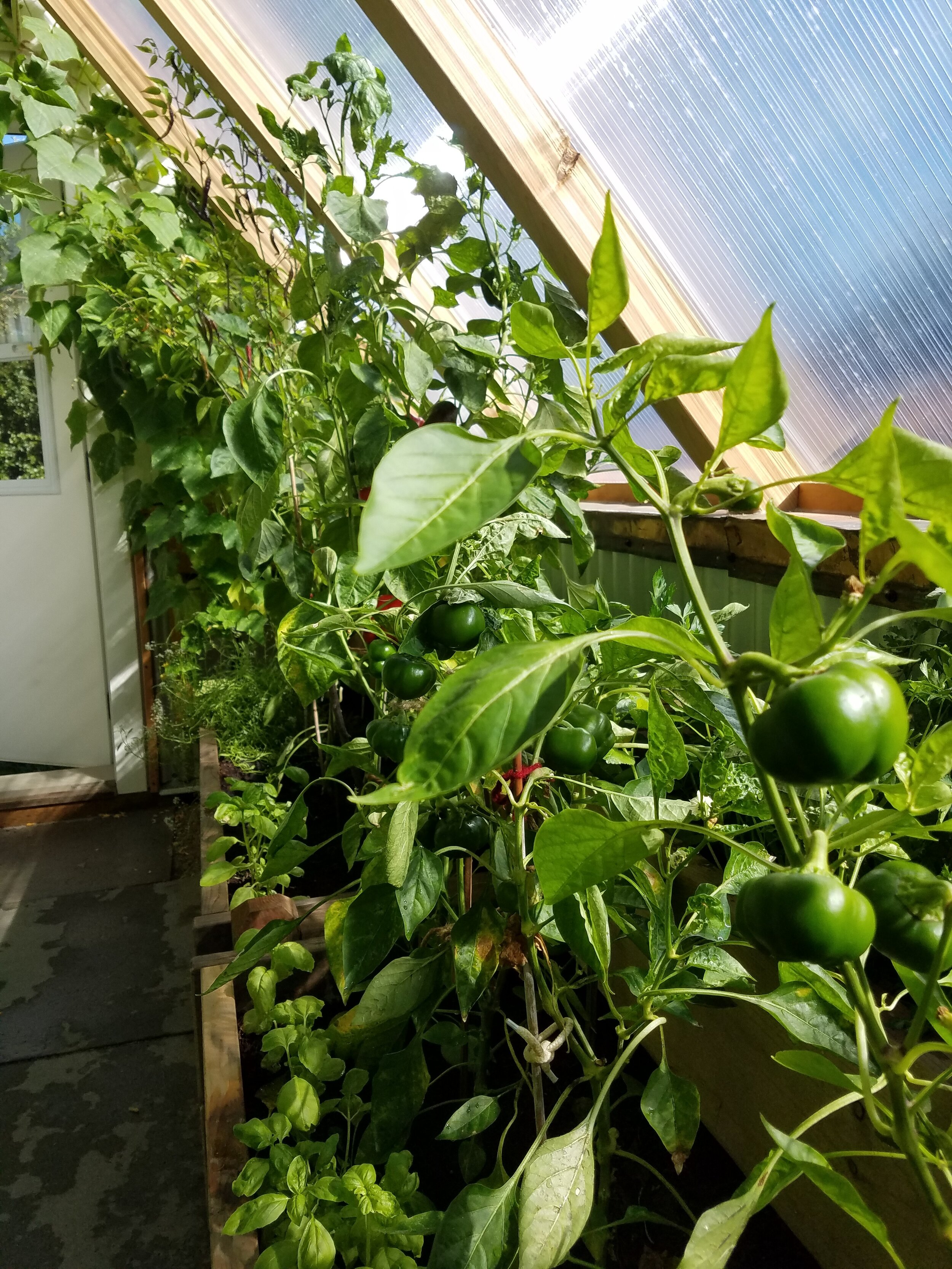  Small yellow peppers in foreground, while still green 