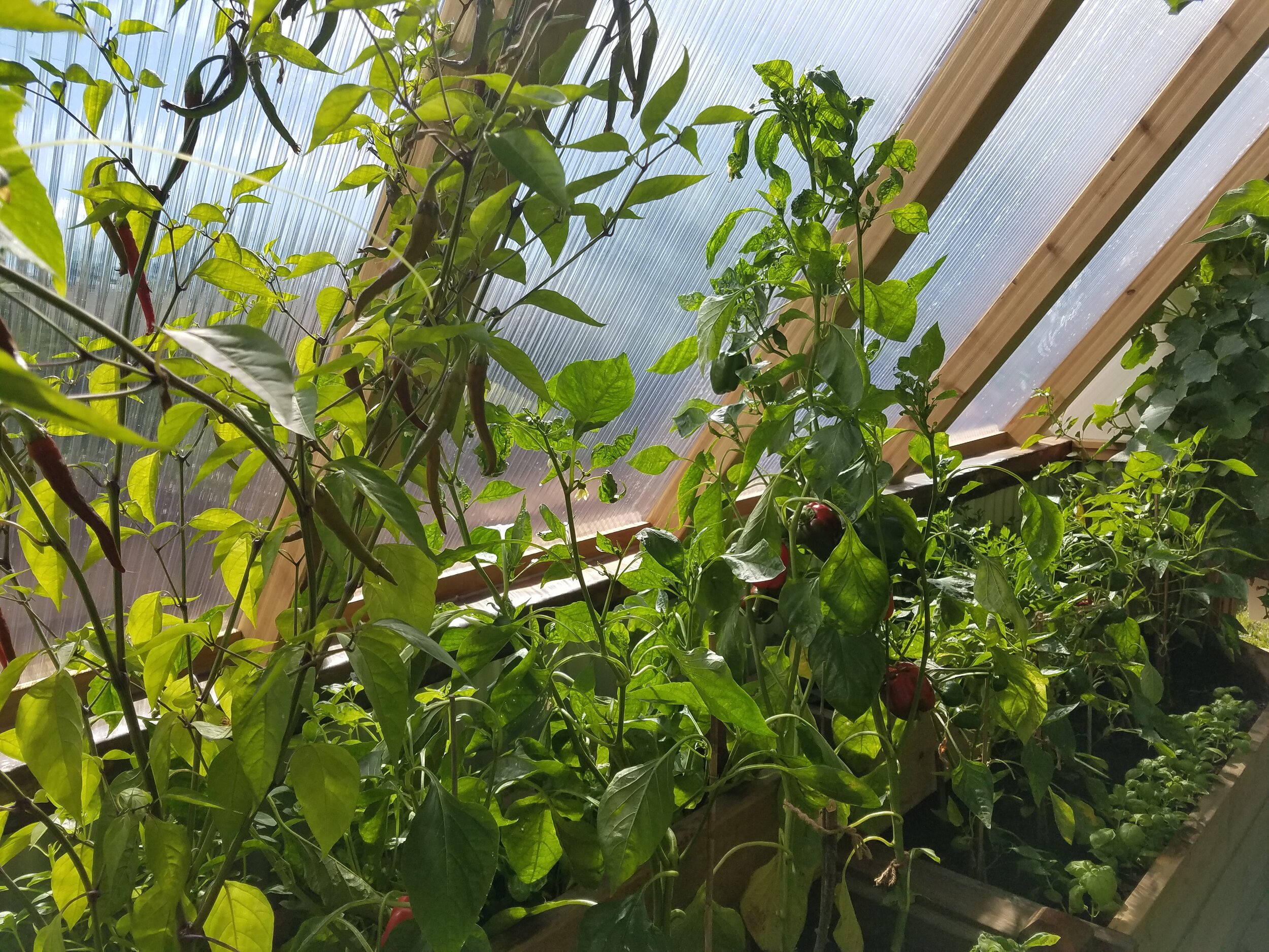  Cayenne peppers on the left, sweet red peppers mid-frame 