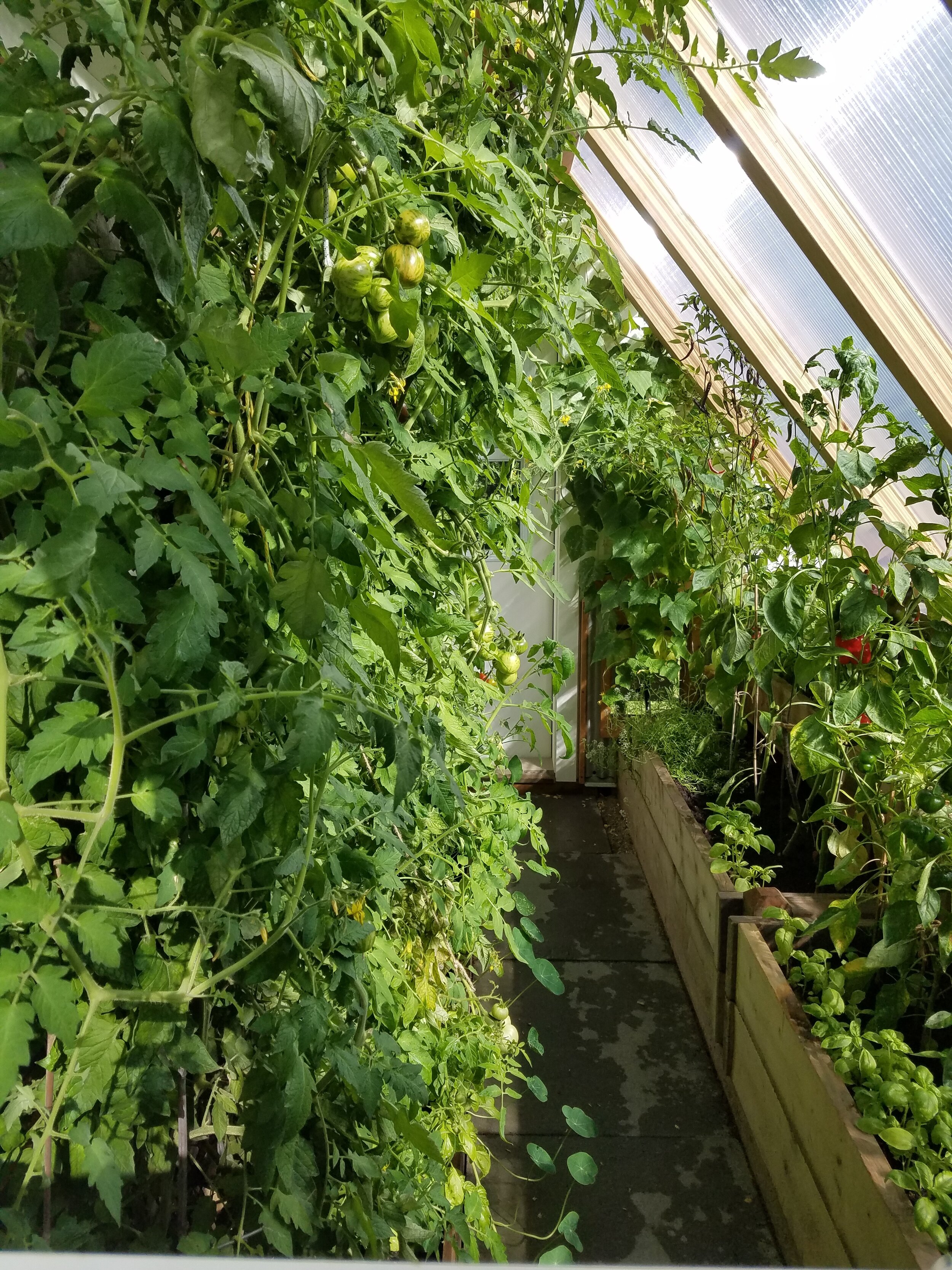  Greenhouse mid-summer, in full "jungle" mode 