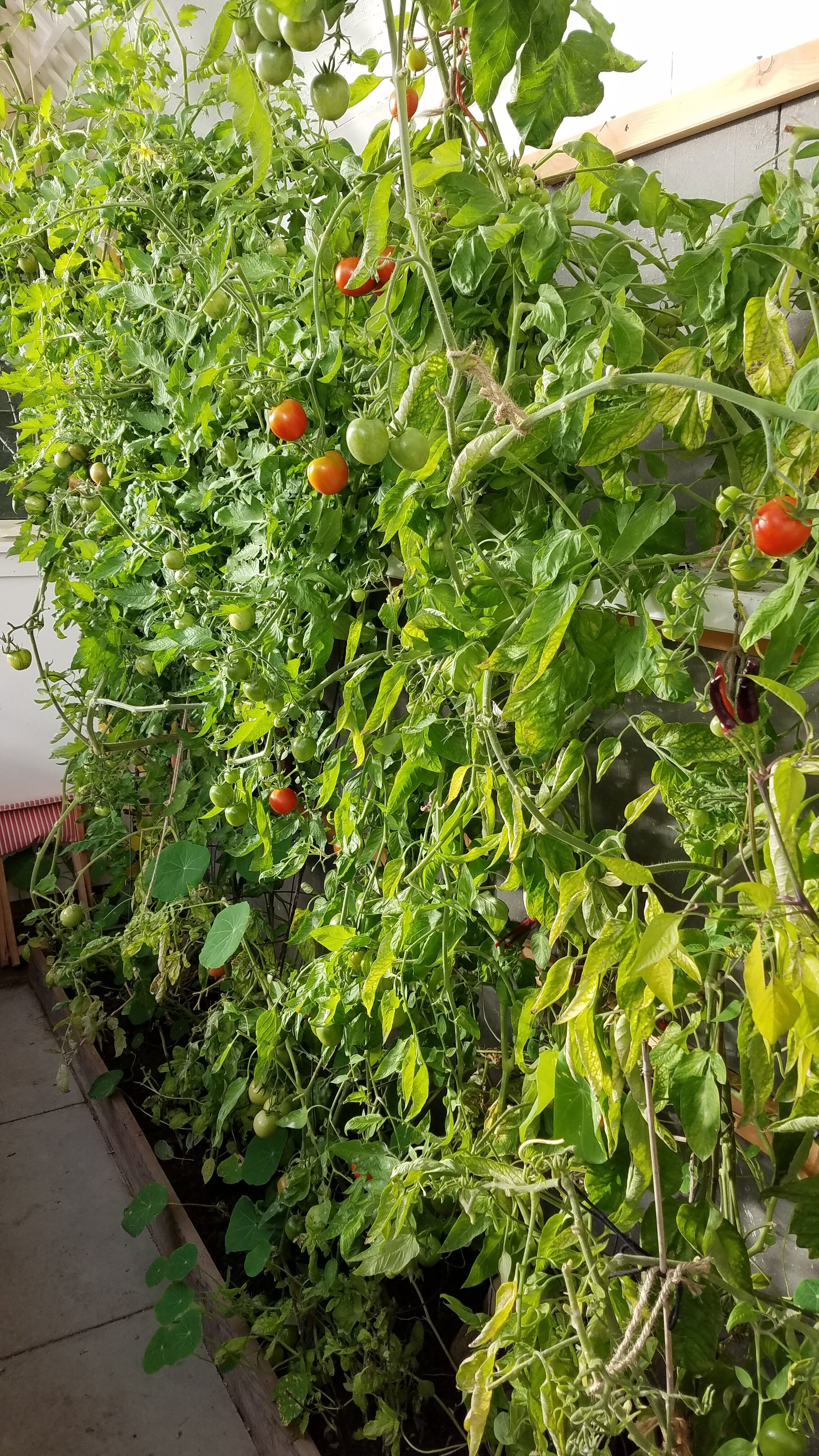 Tomatoes are still thriving on November 2nd