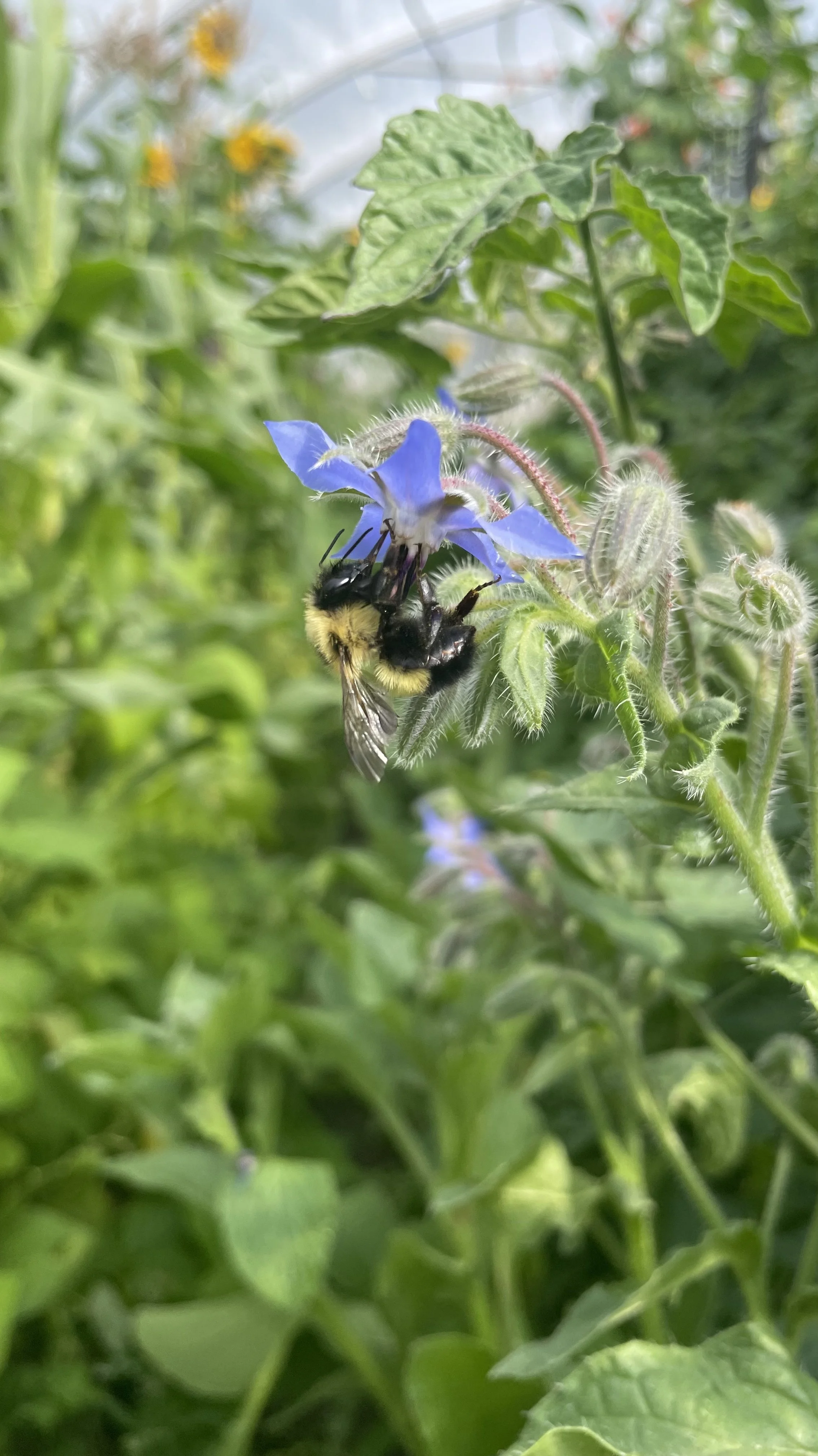Permaculture Techniques: Companion Planting 