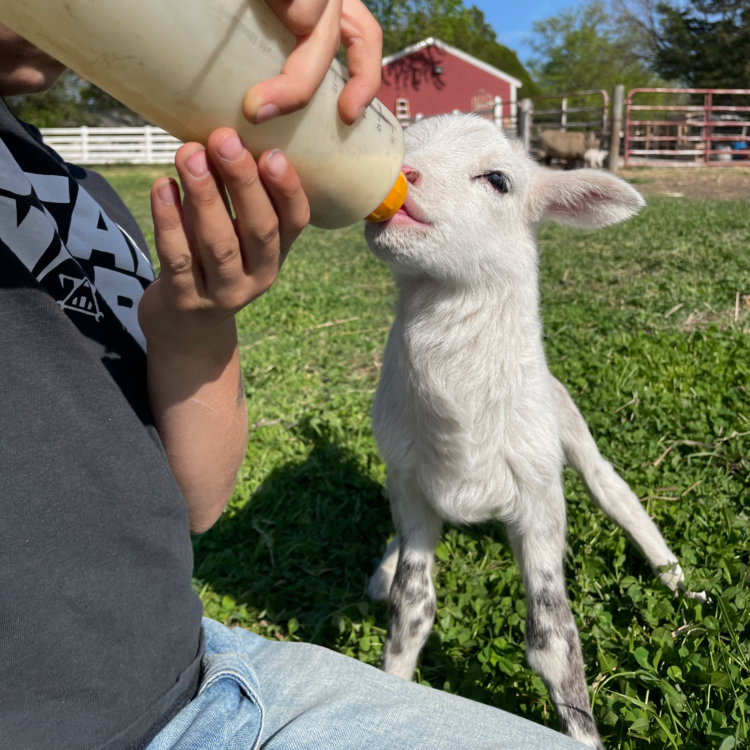 Orie's Farm Fresh