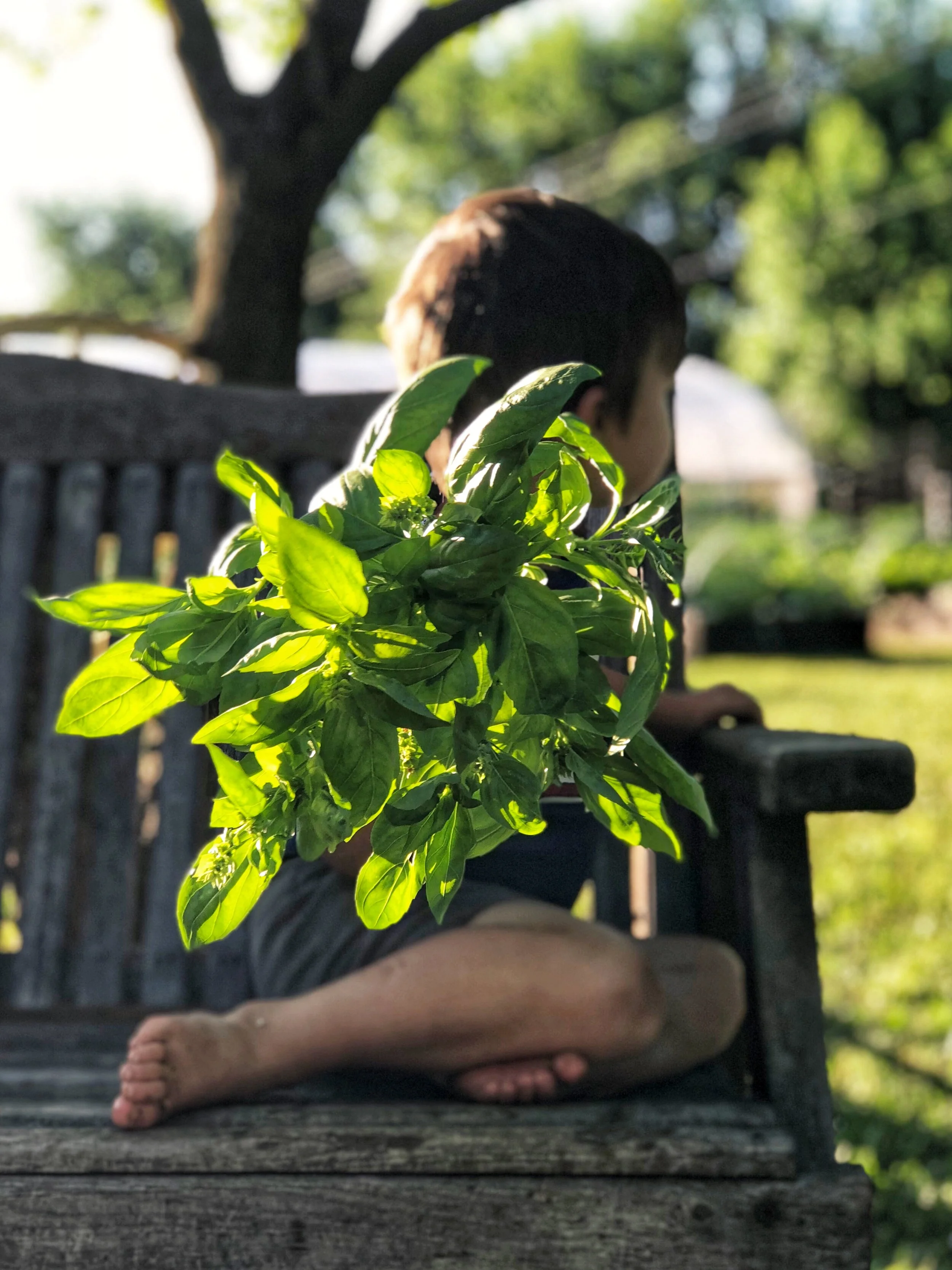 A young boy sitting barefoot on a wooden bench outdoors, holding a large bunch of green leafy basil plant, with a blurred background of trees and a garden.