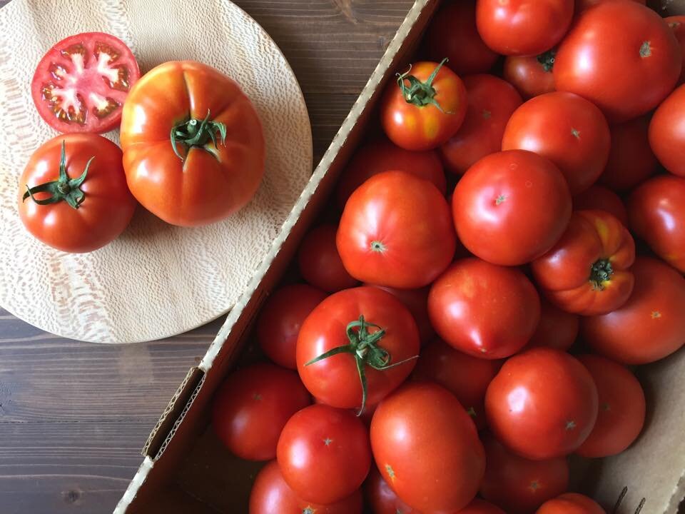 tomatoes17.jpg