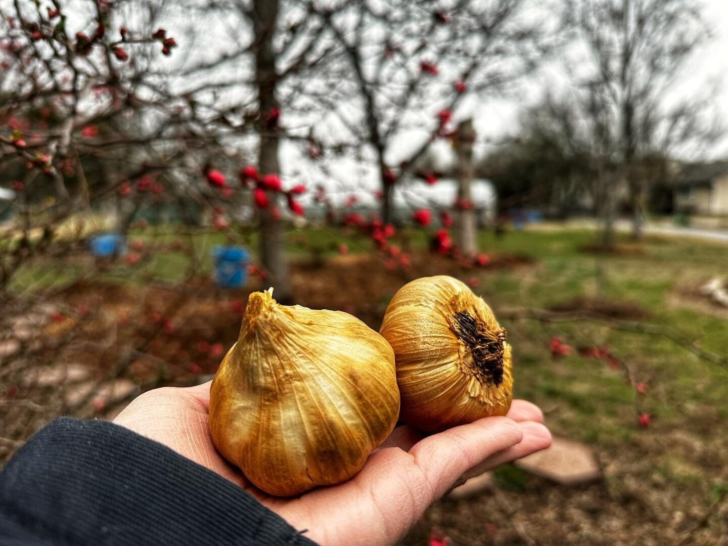 What makes smoked garlic so good? 🧄🔥

We think it&rsquo;s the combination of sultry smokiness and a deliciously mellowed garlicky flavor.

Bonus points: it&rsquo;s easier to peel than regular garlic too!

Smoked garlic stores best in the fridge and