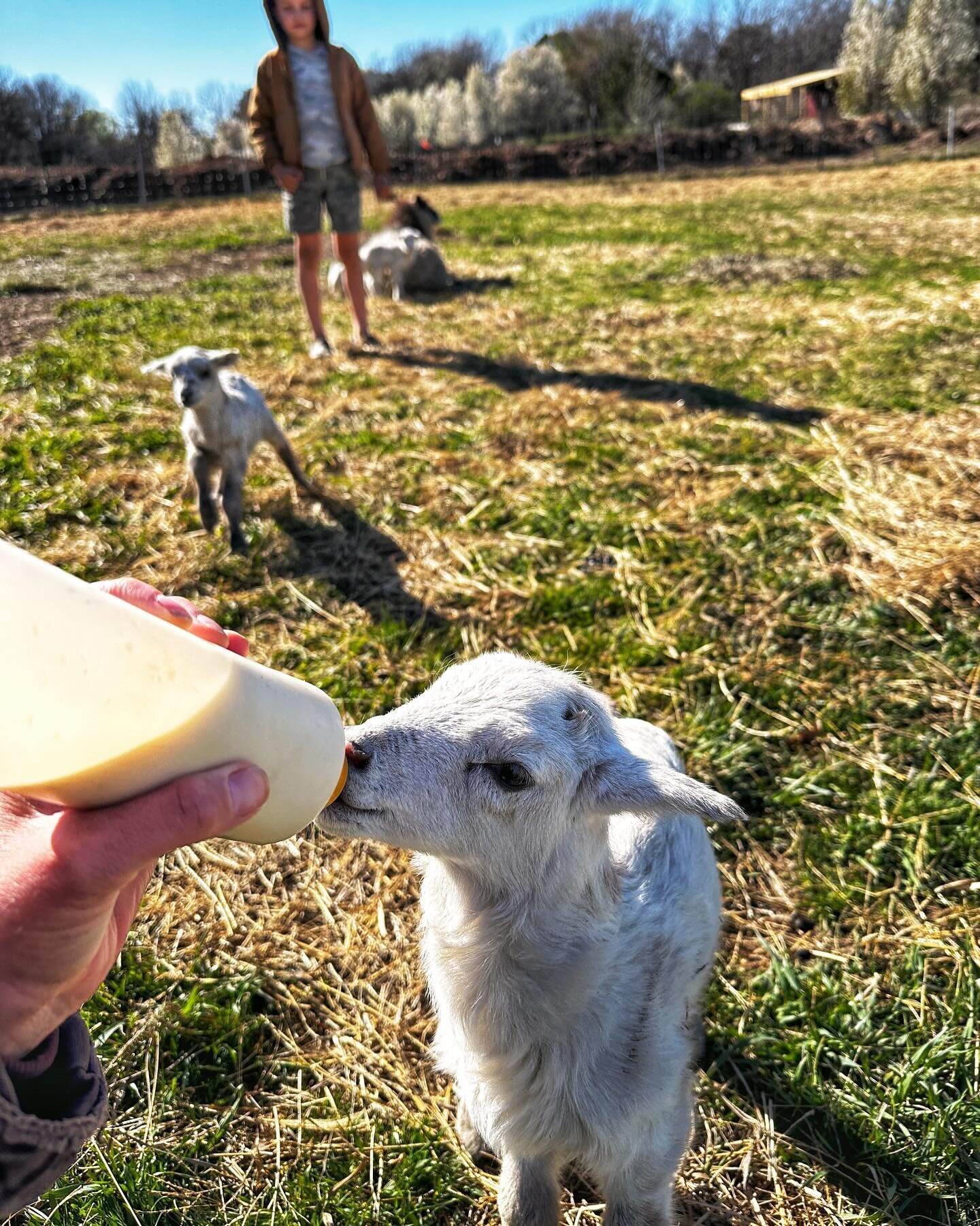#ItsSpringTime Farm Tour

🌱 Lambing season is here, which means we&rsquo;re officially at Cuteness Level 💯

🌱 We&rsquo;re foraging edible flowers for a fun forthcoming project

🌱 Planting a fresh asparagus patch

🌱 Chillaxin&rsquo; in the sunshi