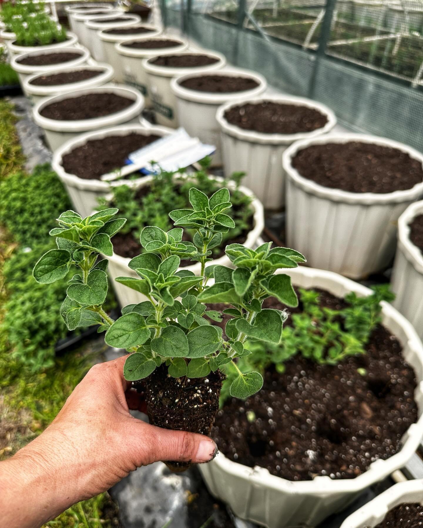 Farm-grown herbs will be available at our booth on Saturday at @oldtownfarmandartmarket, just in time for Earth Day! Here&rsquo;s a list of what we&rsquo;ll have for you to plant in your own garden:

🌎 lemon balm
🌎 mojito mint
🌎 French lavender
🌎