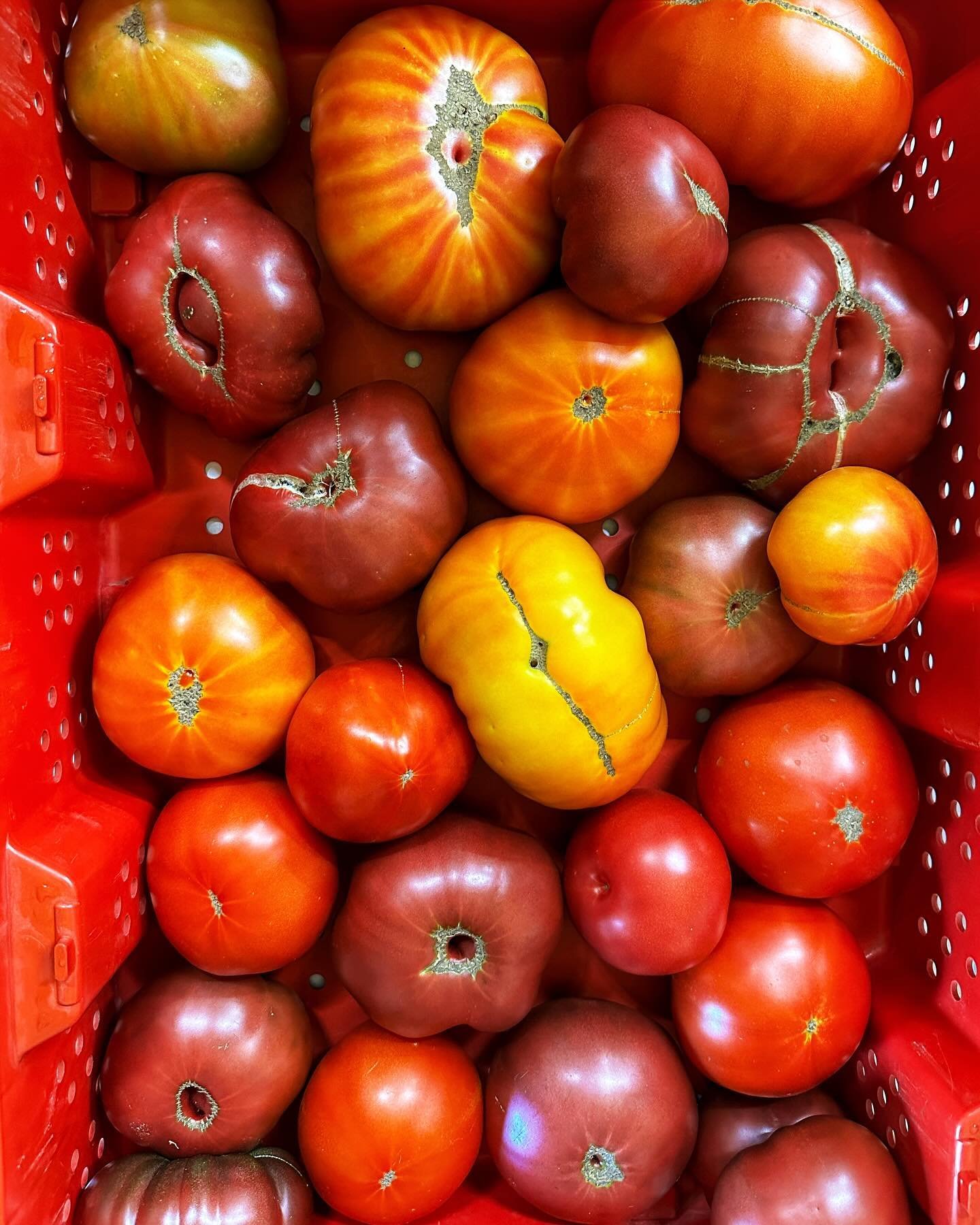 Which color will you choose? Find these jewels at our booth tomorrow at @oldtownfarmandartmarket 💎

#oriesfarmfresh #farmfreshtomatoes #organictomatoes #vineripened #localtastesbetter #localfarmslocalfood