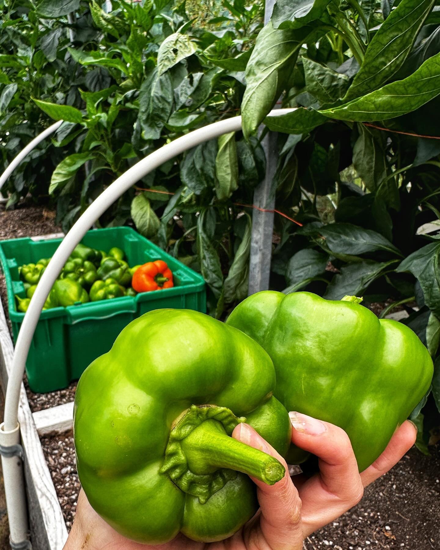 We picked a bit more than a peck of peppers for ya

🫑✨💚

Seasonal, vibrant, nutrient dense foods &mdash; REAL foods that nourish you and your family&mdash; that&rsquo;s what awaits you when you prioritize and value &hellip;

🧑&zwj;🌾 L O C A L 👩&
