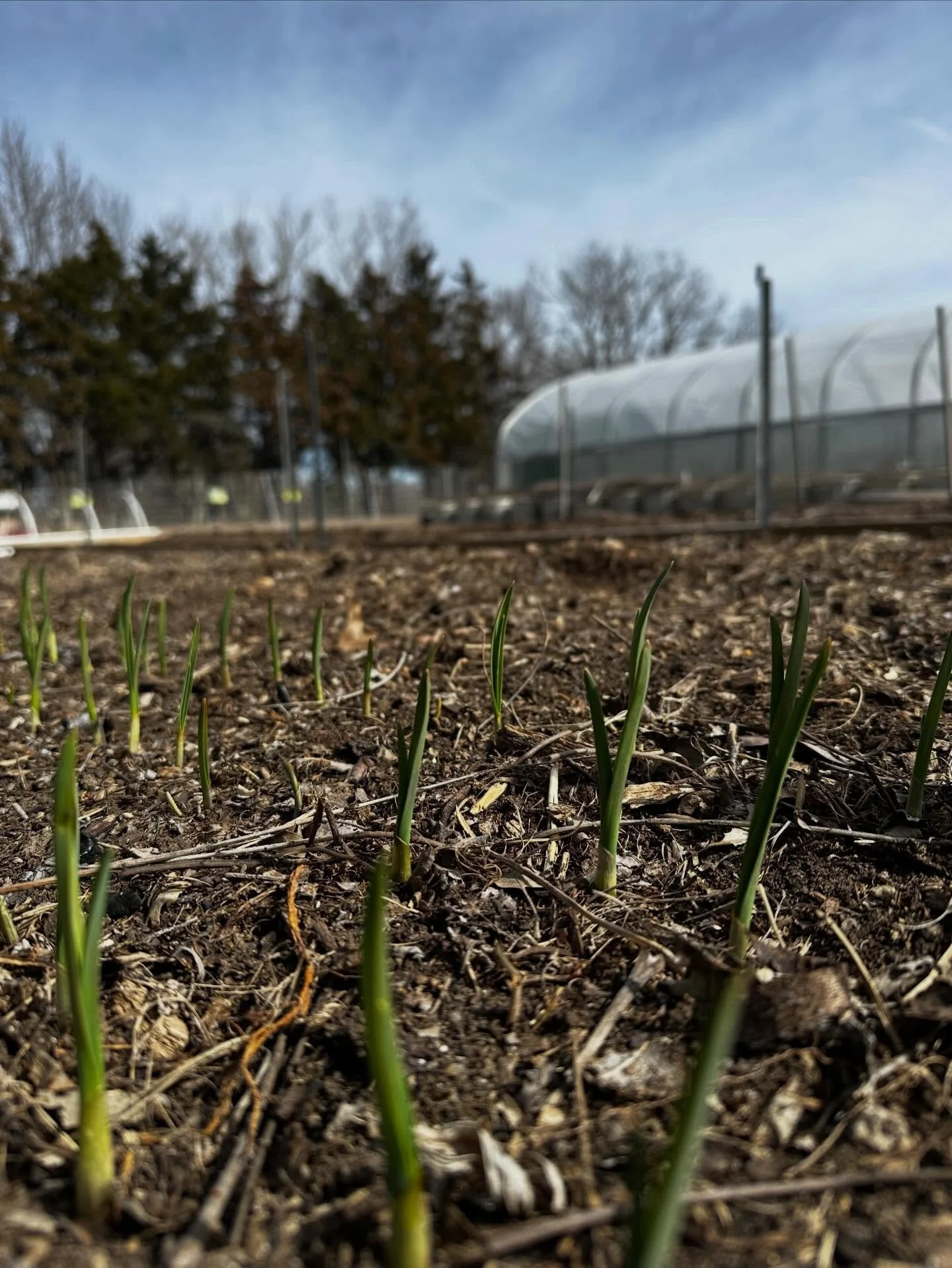 2026&rsquo;s garlic is doing its thing! 🌱

#oriesfarmfresh #garlicfarm #springonthefarm #wichitaorganicfoodmovement #localgarlic