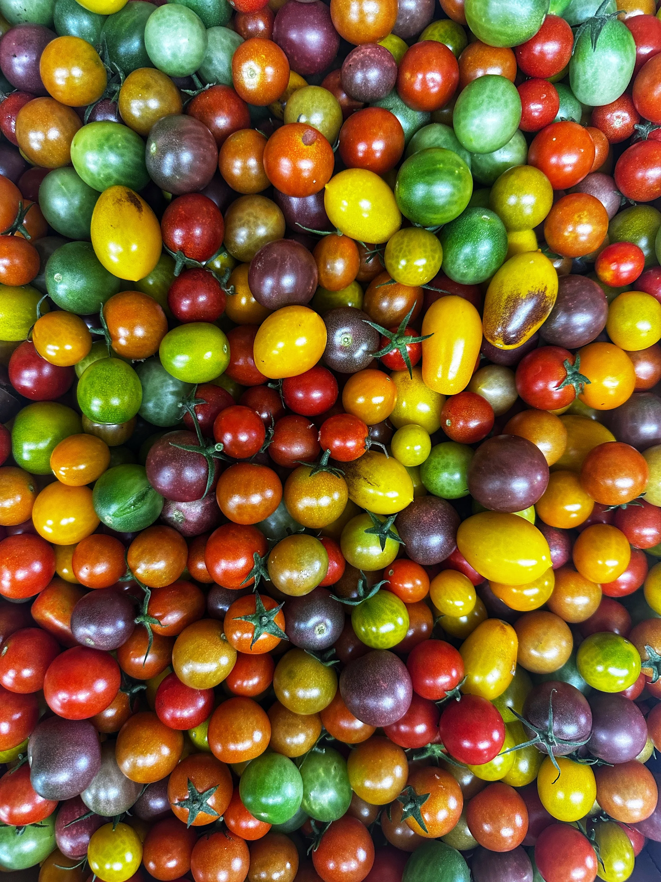 Bite-sized Tomatoes 25.jpeg