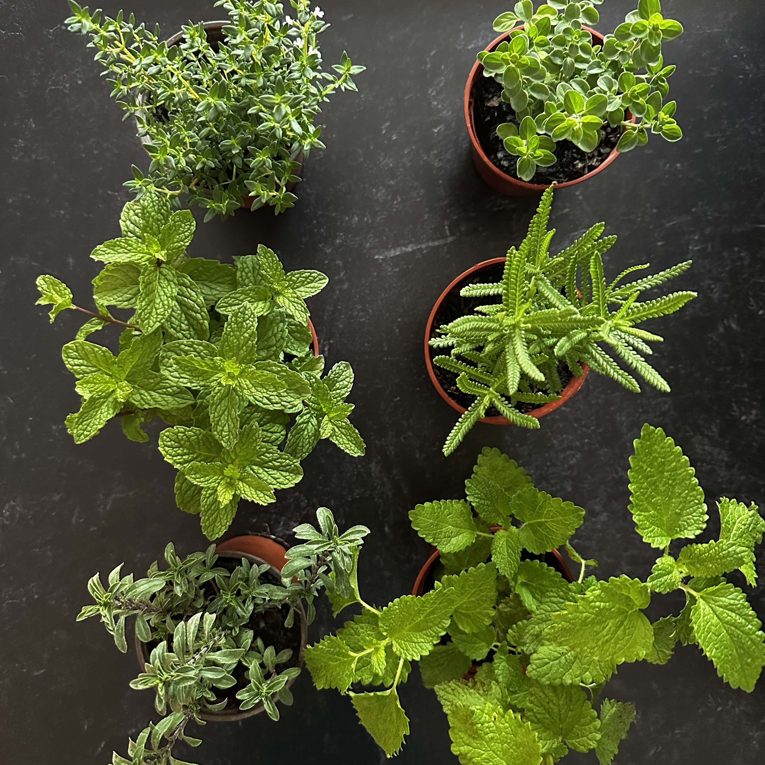 Herb Pots All 25.jpg
