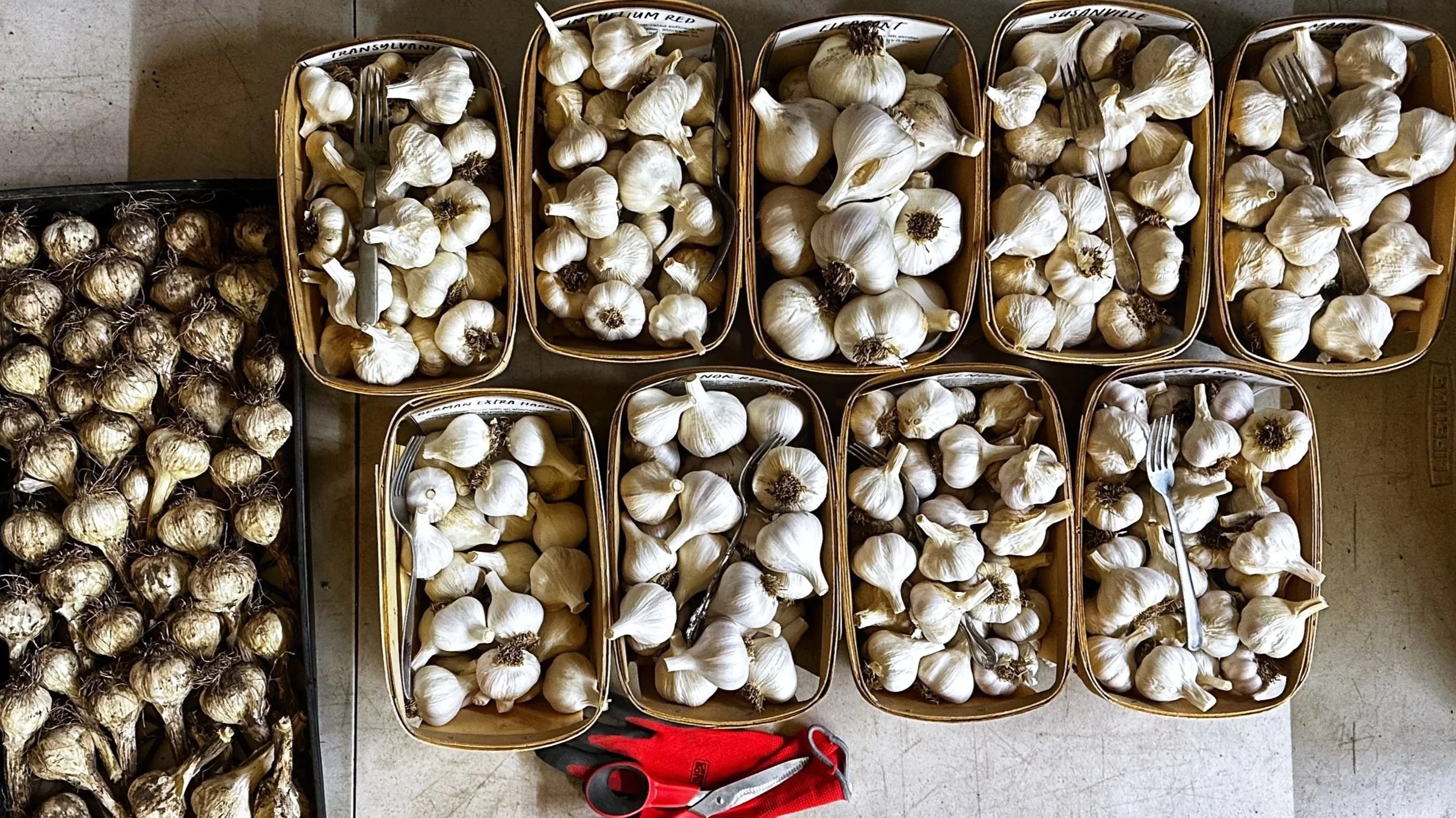 Top-down view of ten baskets filled with garlic bulbs, with a pair of red-handled scissors and a red cloth nearby, and a tray of garlic bulbs on the left.