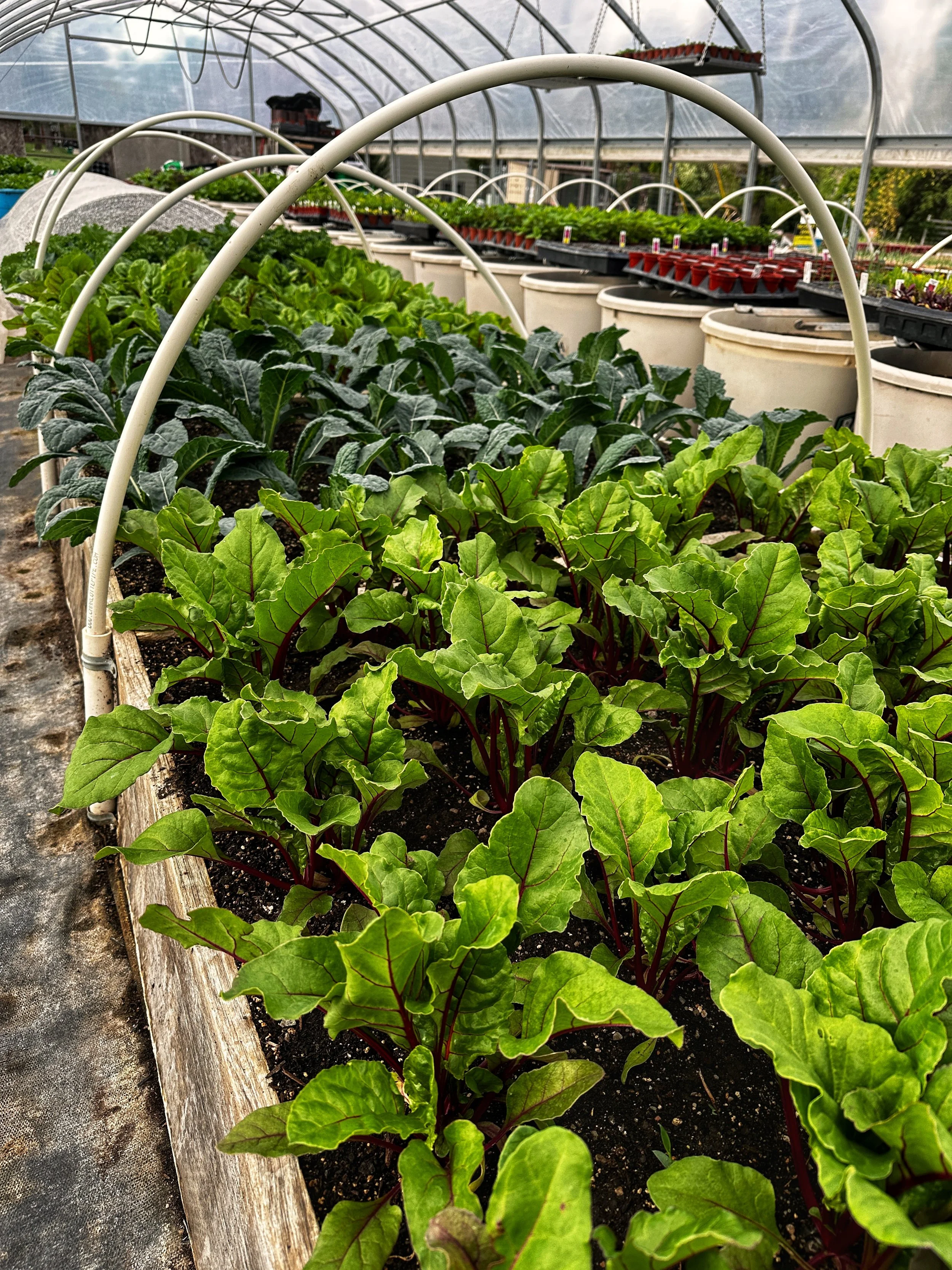 Close-up of rows of lush green and purple leafy plants growing in soil inside a greenhouse.