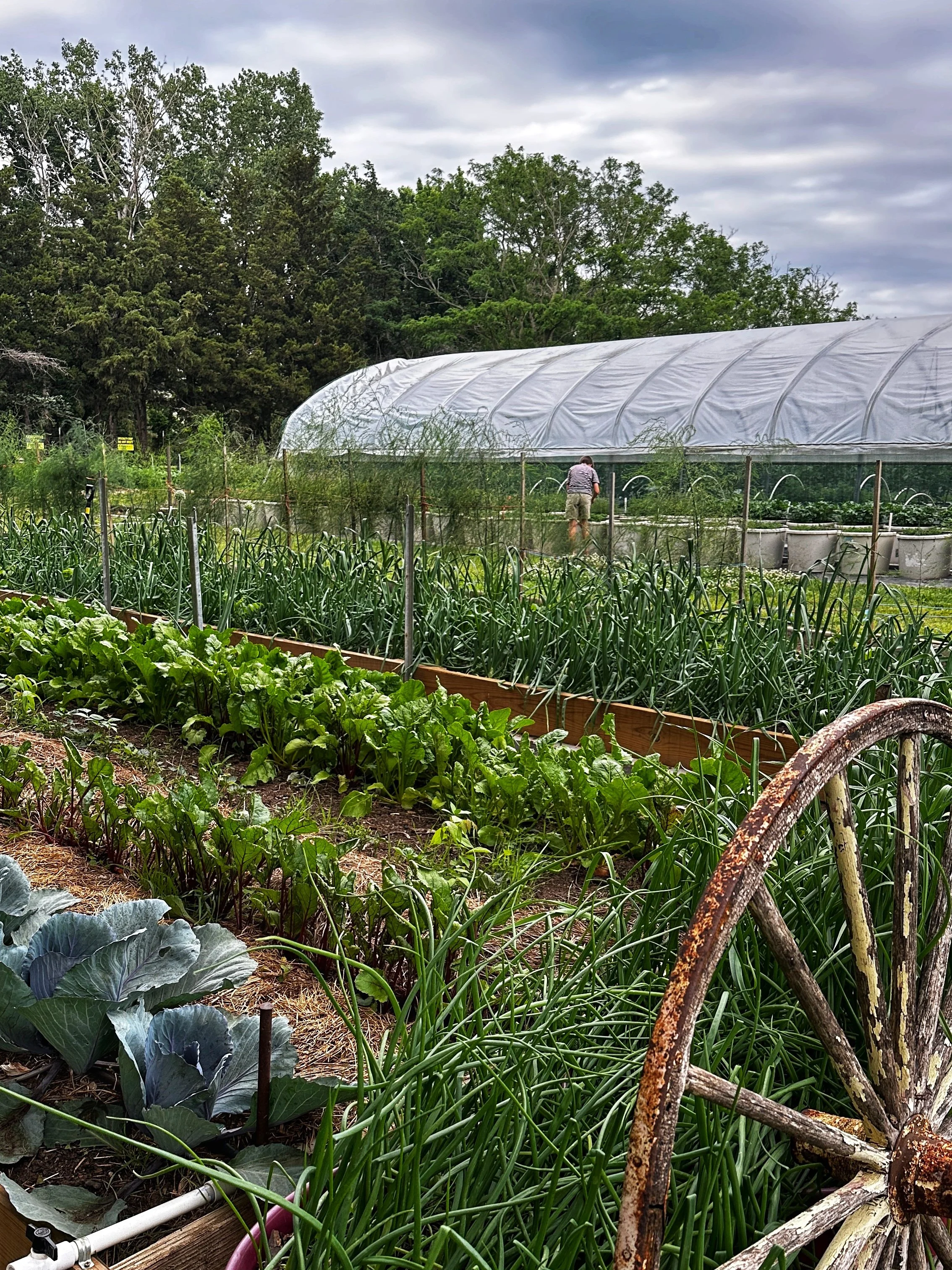 A vegetable garden with various plants, a greenhouse with a person inside, and a rusty wheel in the foreground.