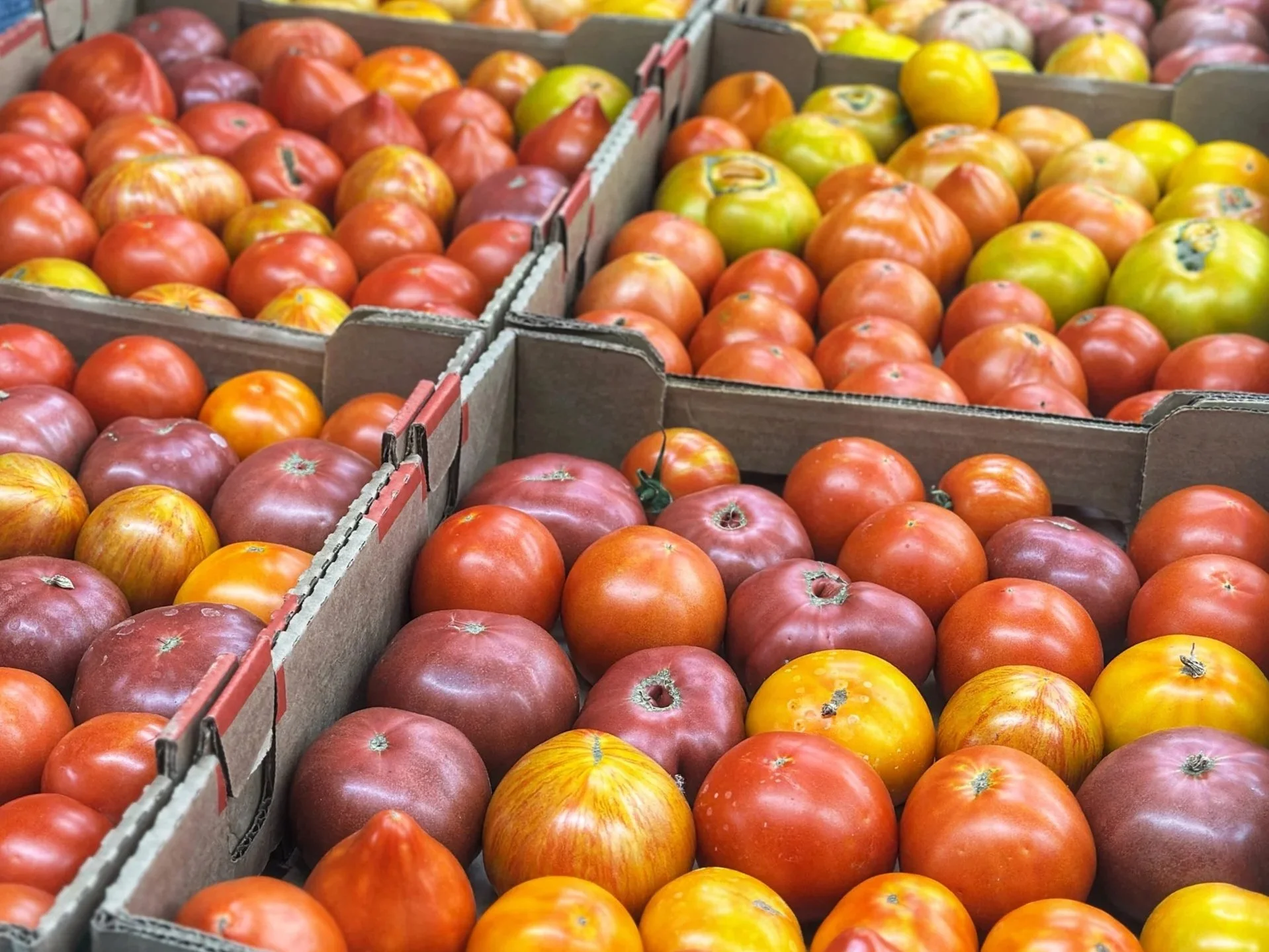 Stacks of different varieties of tomatoes in cardboard crates at a farm.