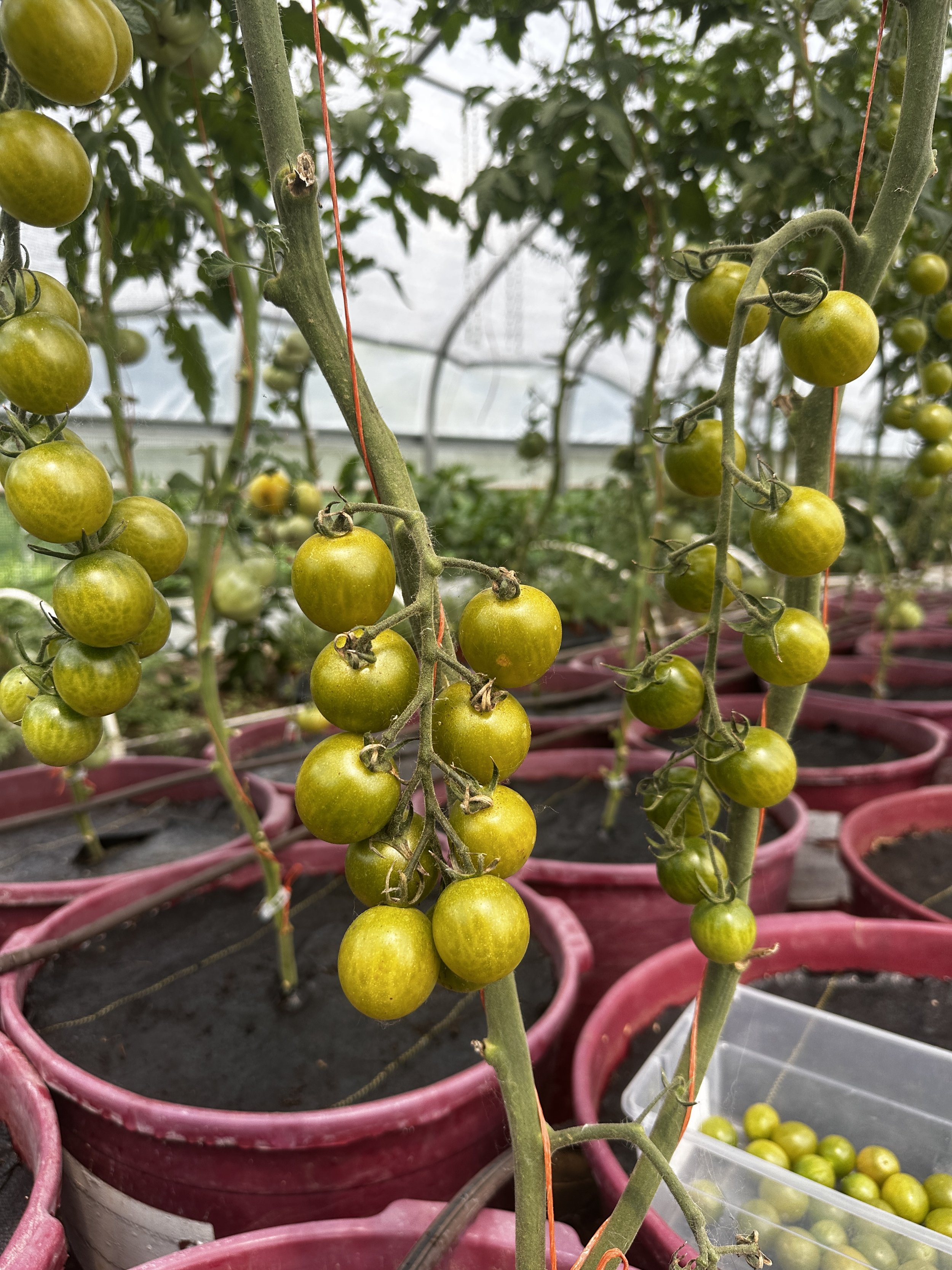 Green cherry tomatoes growing on vine inside a greenhouse, supported by orange strings, with pink pots and a plastic container of harvested tomatoes in the background.