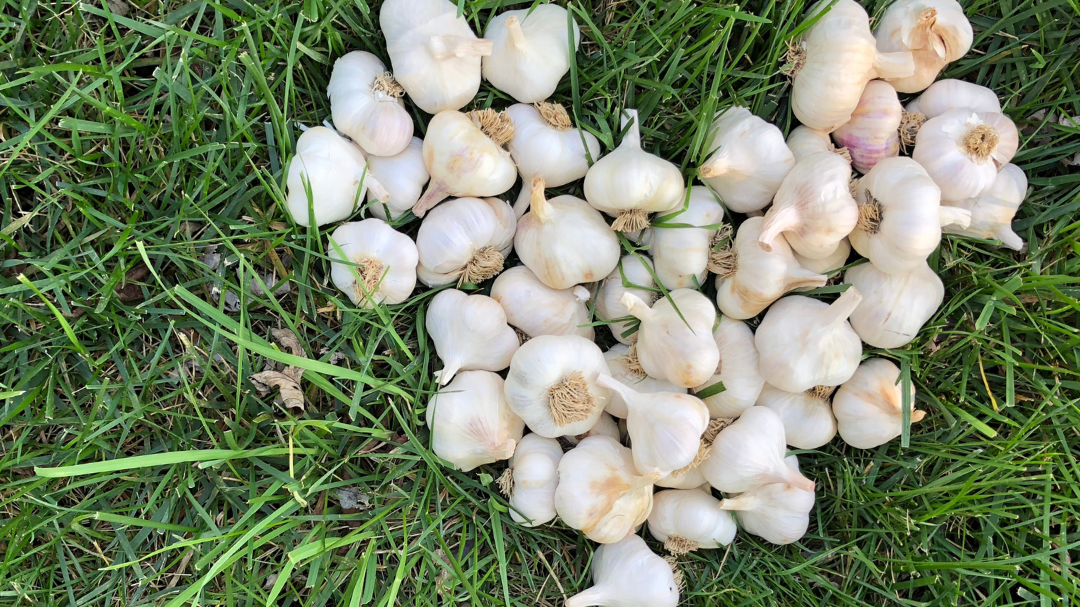 A bunch of garlic bulbs on grass with some sprigs of grass intermingled.
