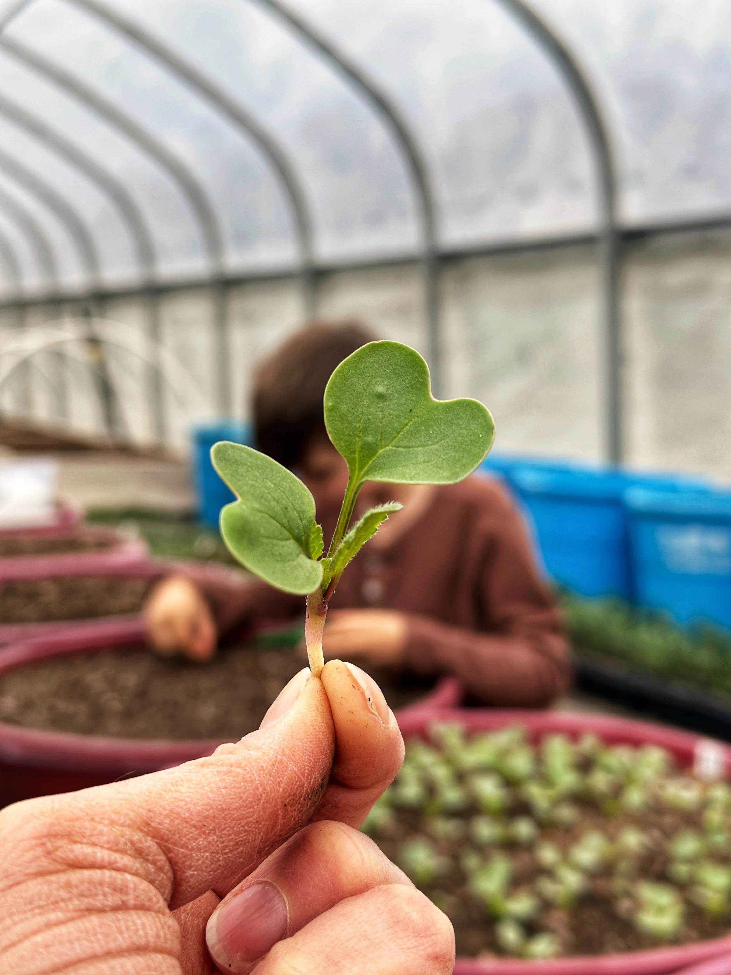 Close-up of a small green seedling with heart-shaped leaves being held by a person's fingers, with a person working in the background in a greenhouse.