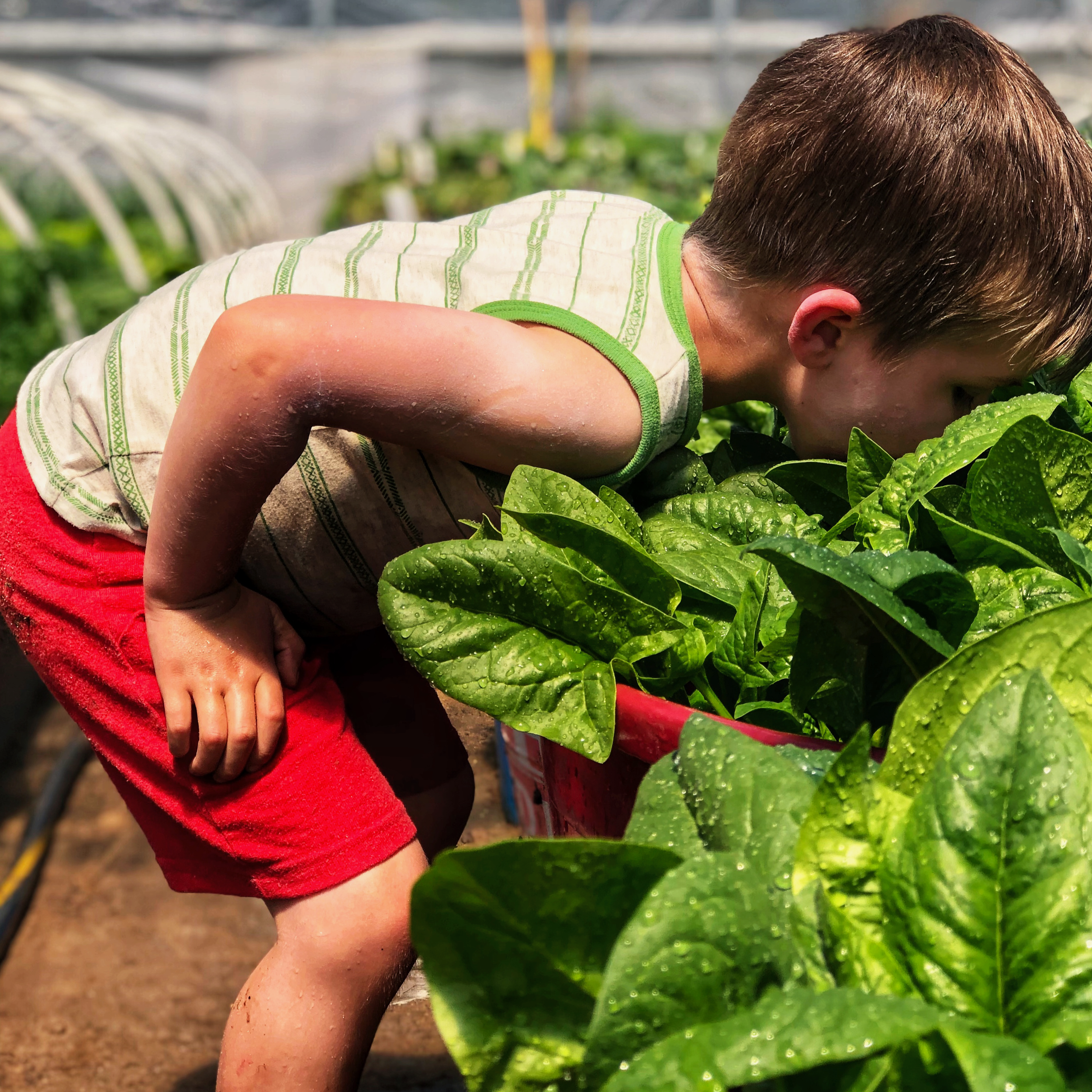 Orie's Farm Fresh