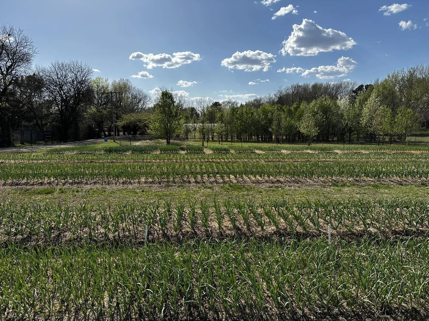 Orie's Farm Fresh