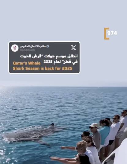 Whale Sharks in Qatar