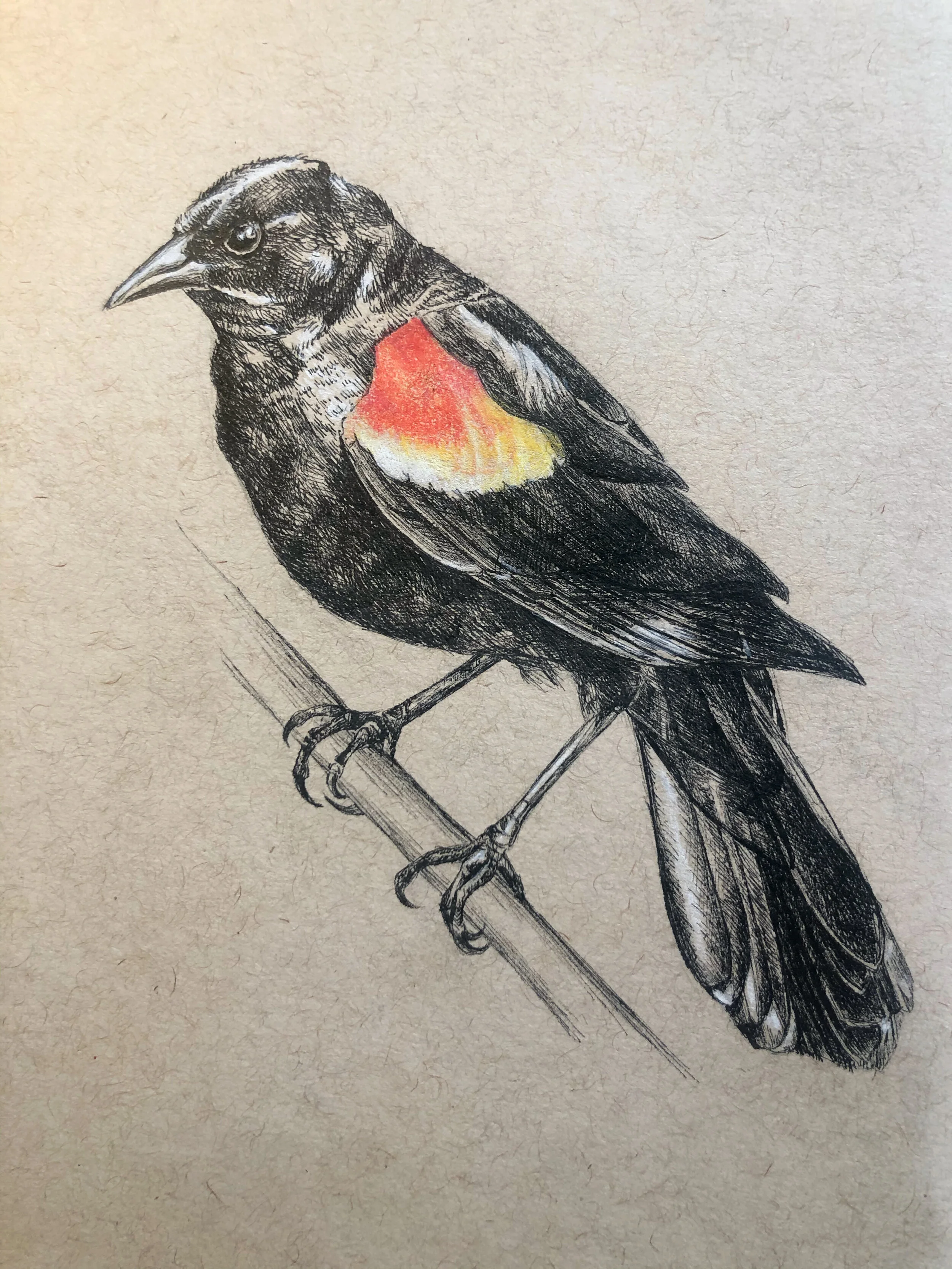 Red Wing Blackbird