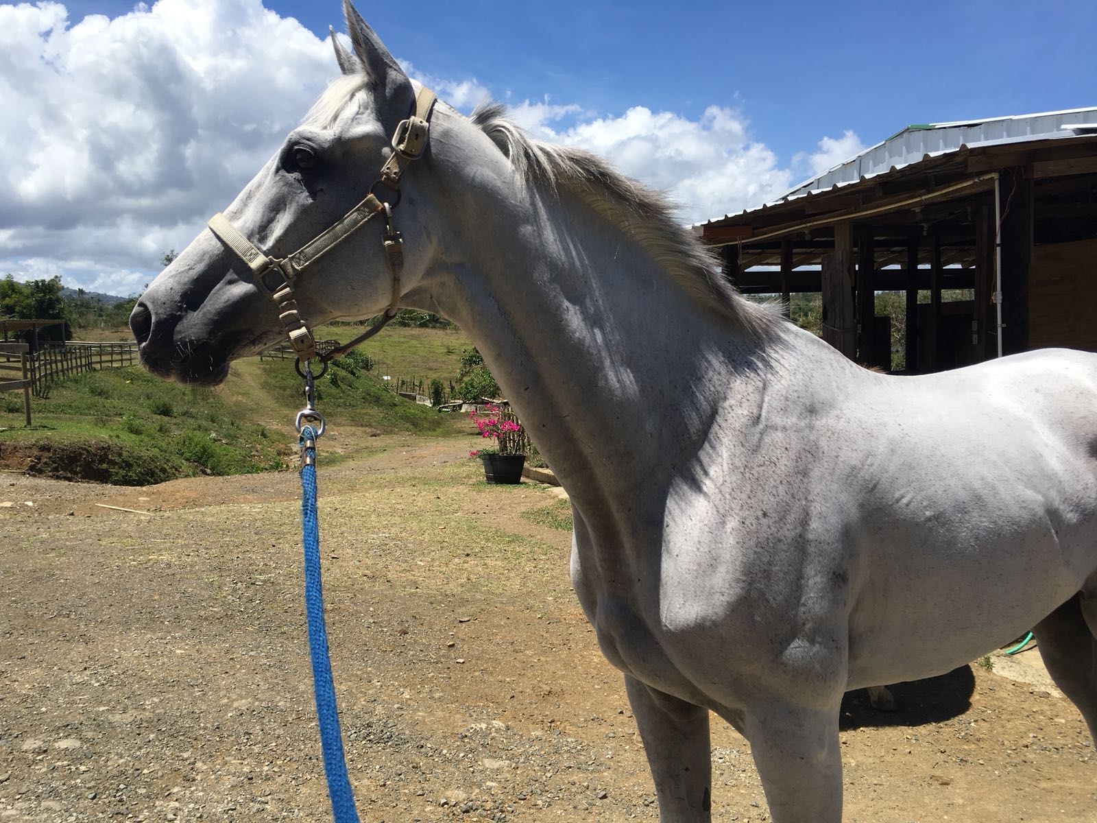 ConcertoSong-newOTTB-4.7.18 (3).jpg