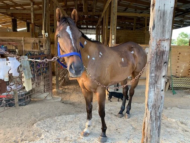 Loyalist at CTA farm - 12.15.18 (2).jpeg