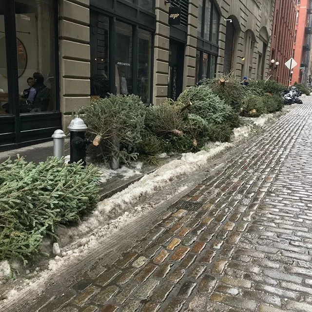 Discarded trees in Brooklyn in early January 2018