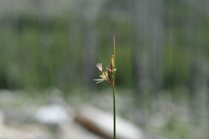 DSC_0285.gif