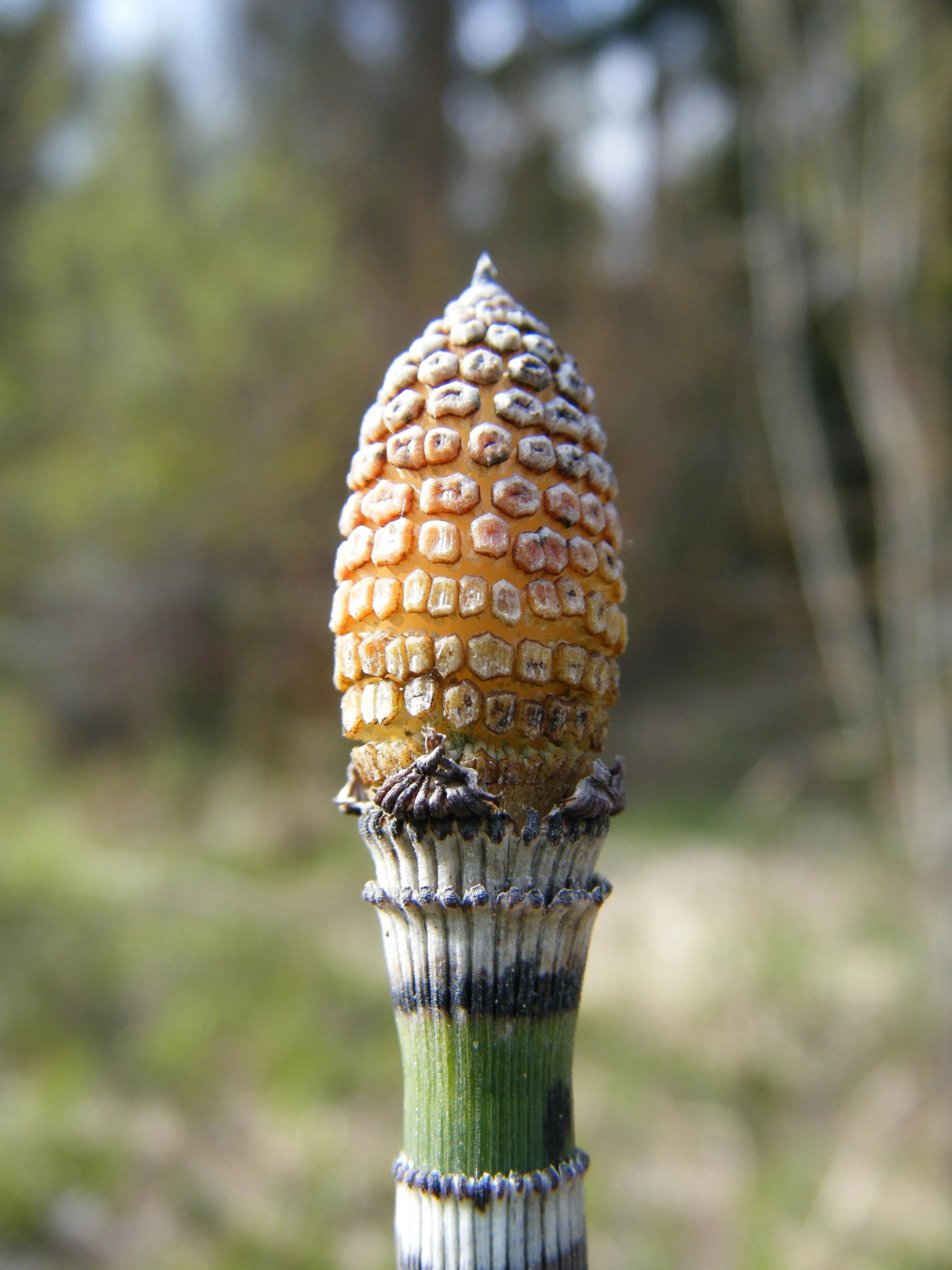 DSCF0945.JPG