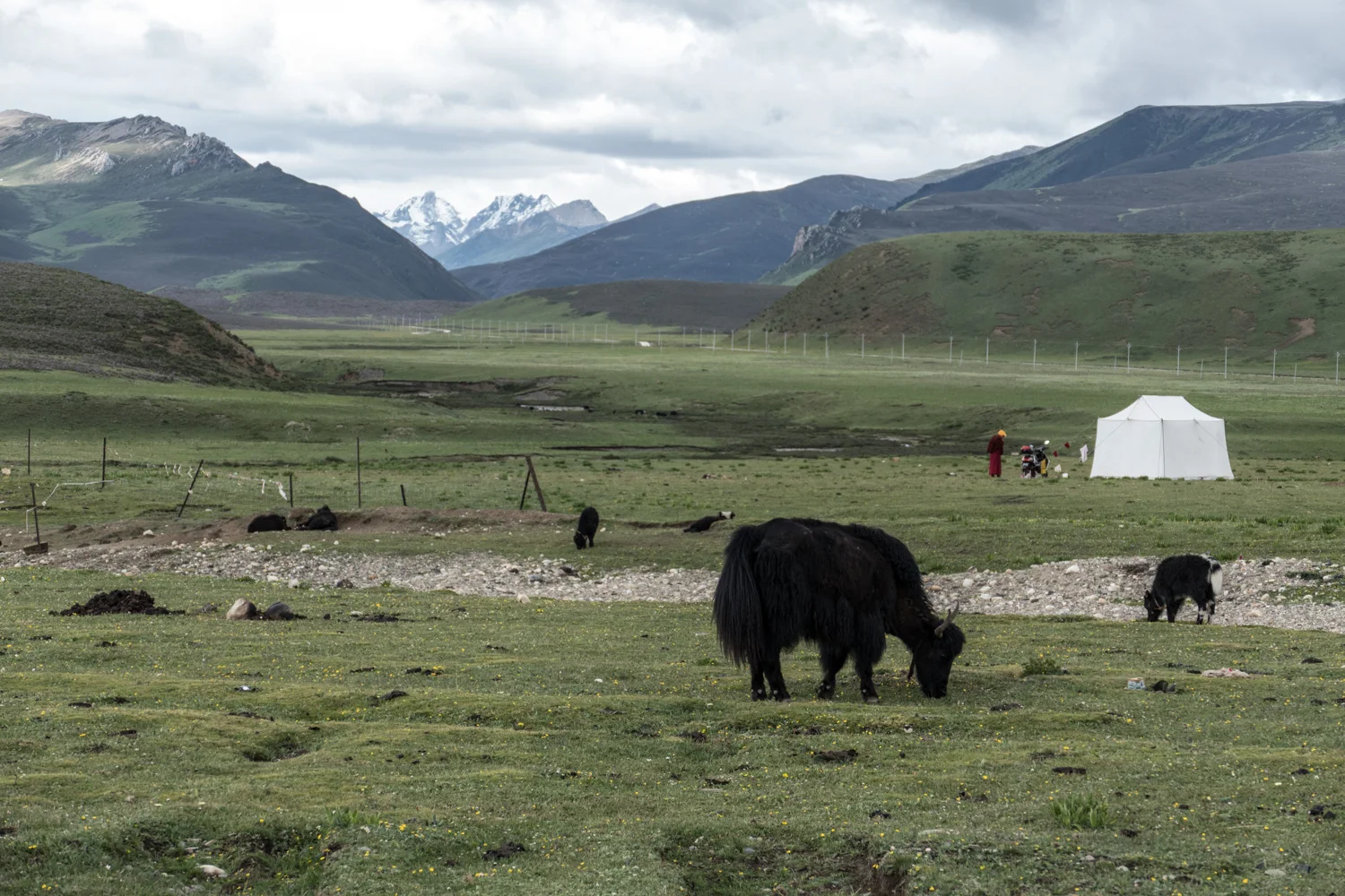 Typical Tibetan tableau: yaks, yurts, monks with mountains in the background