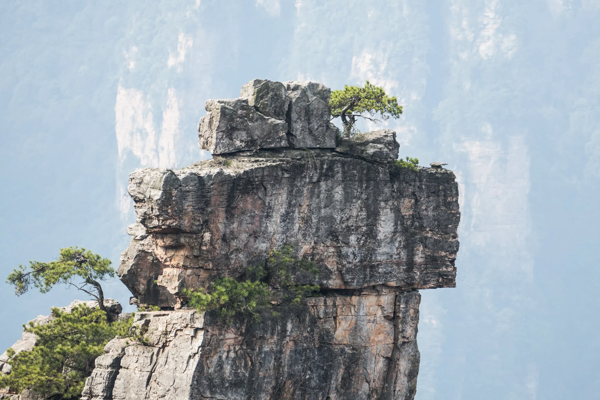 Trees growing out of rock