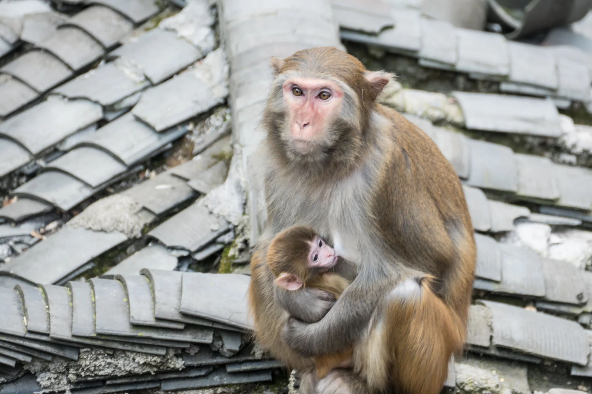 Nursing monkey at the bottom of the mountain